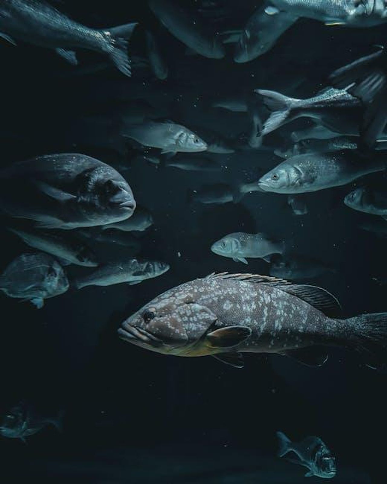 Pesci_risalita_e_nuovi_progetti_rDUpEF1ky8 - Confidenze24 Source: Fabian Becker - pexels - A serene underwater view of a school of fish swimming in a dark ocean environment.
