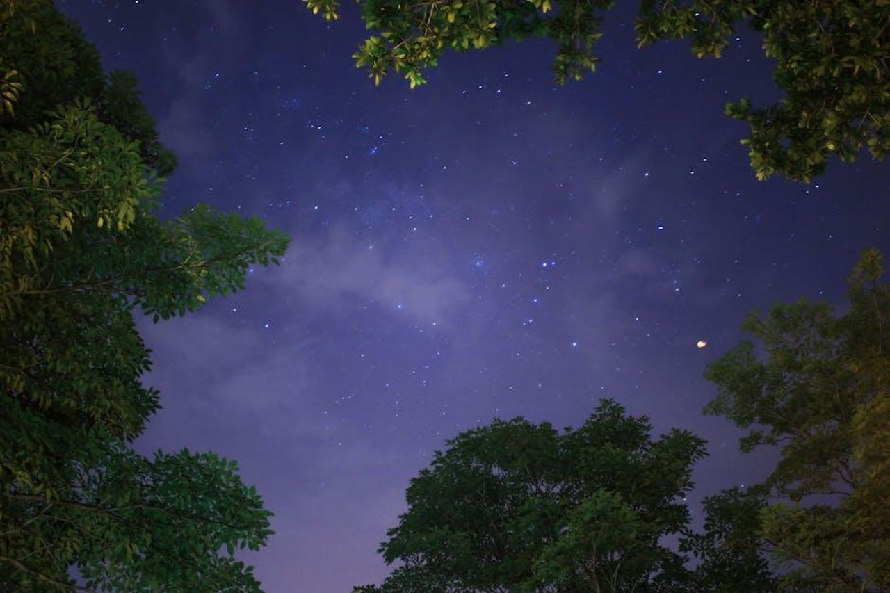 Previsioni_astrali_posizioni_centrali_xBL9GTiiTi - Confidenze24 Source: Luis Quintero - pexels - Photography of a serene night sky filled with stars, framed by leafy treetops.