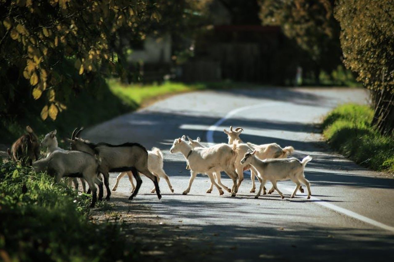 Prime_indiscrezioni_sul_serale_a2JiUngIdL - Confidenze24 Source: Nikola Kojević - pexels - Free stock photo of 2025, animals, autumn