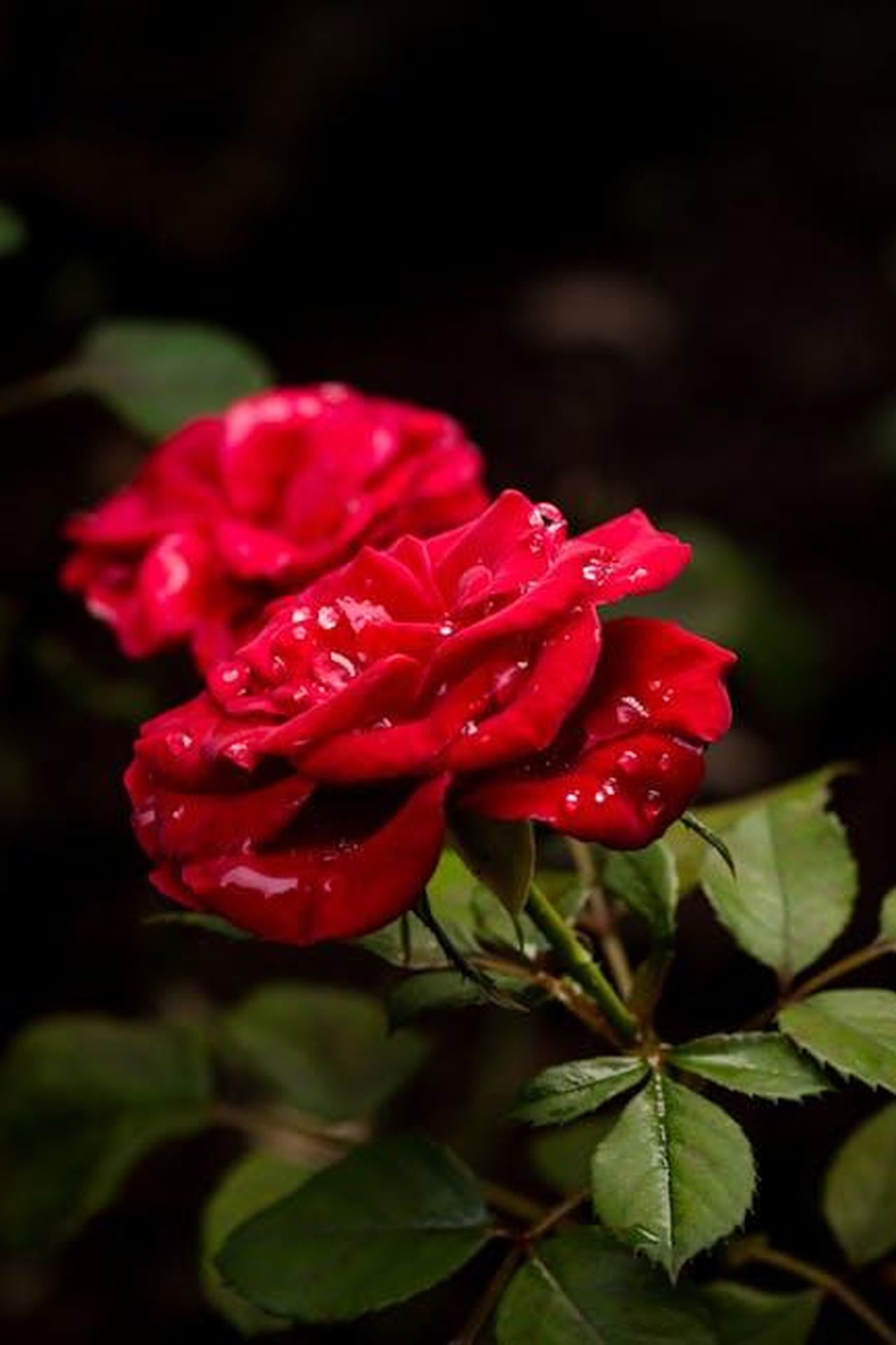 Puntata_di_gioved_27_febbraio_Tancredi_si_apre_con_Rosa_XrB2vtpcPB - Confidenze24 Source: Jonh Medeiros - pexels - Close-up of vibrant red roses covered in dew, showcasing lush greenery and a serene garden setting.