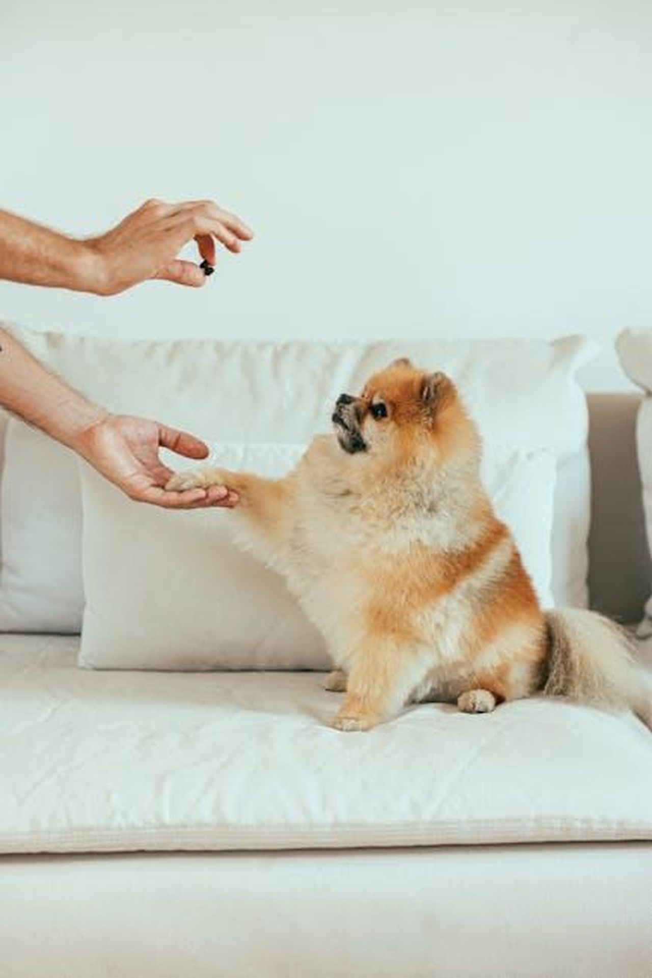 Recensioni_dei_clienti_UI1LD94fOY - Confidenze24 Source: Cup of Couple - pexels - Adorable Pomeranian dog sitting on sofa receiving a treat indoors.