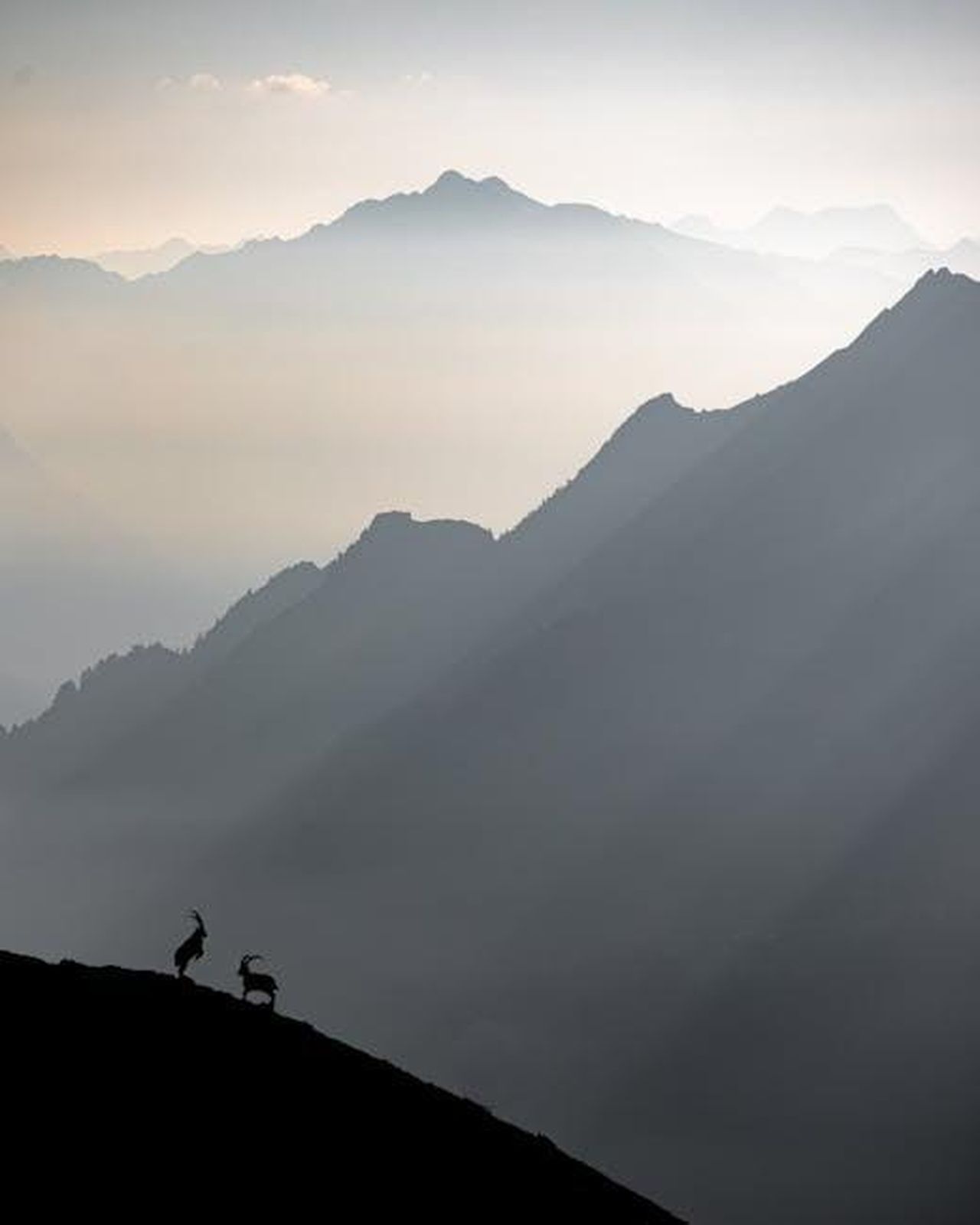 Ridge_minaccia_Deacon_bT2TcqWkAU - Confidenze24 Source: Adrian Lang - pexels - Silhouette of rams on a mountain ridge at sunrise, capturing the awe of nature in the Swiss Alps.