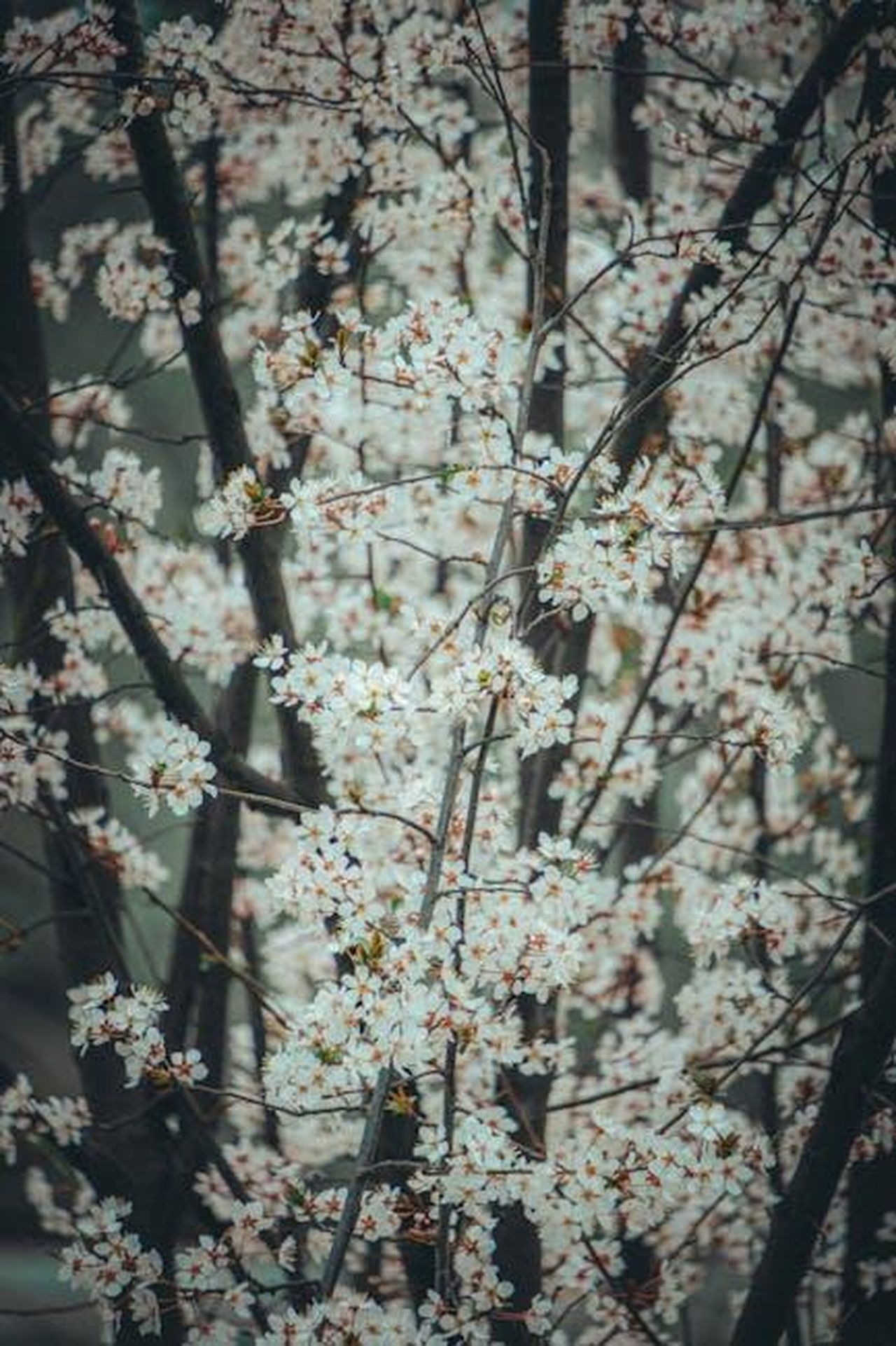 Rinnovo_di_Unforgotten_per_la_settima_serie_wFfNfjZB1K - Confidenze24 Source: L JY - pexels - Close-up of blooming cherry blossoms on branches, capturing spring's beauty.