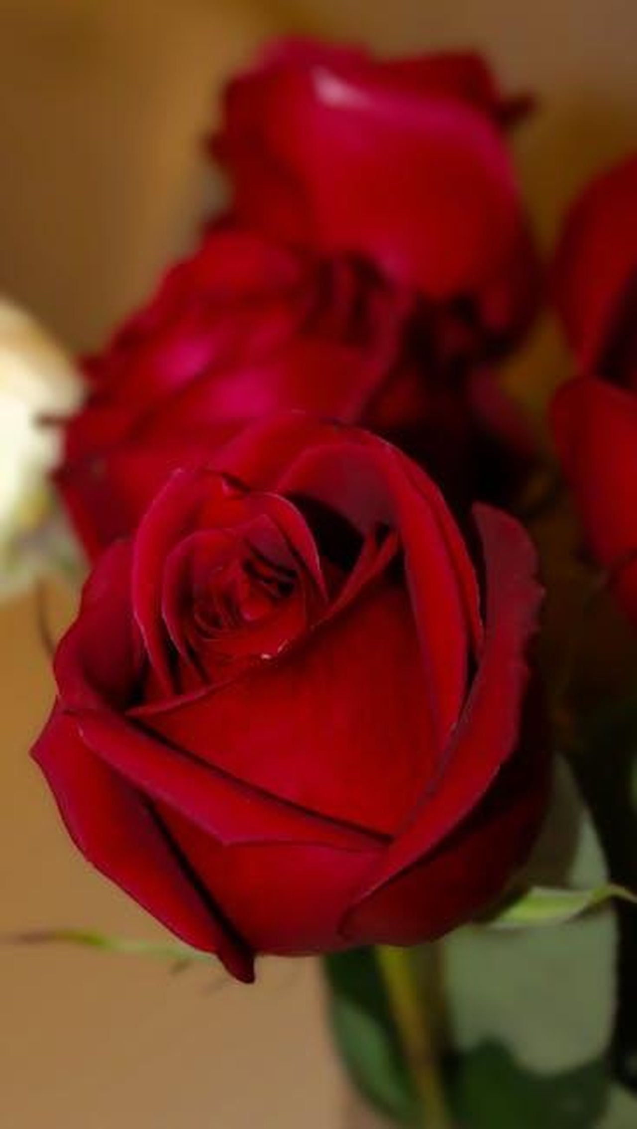 Rosa_accetta_la_proposta_di_Tancredi_anticipazioni_Il_Paradiso_delle_signore_del_20_febbraio_VkJ6XuPHDX - Confidenze24 Source: caffeine - pexels - A detailed close-up of a vivid red rose with soft lighting, symbolizing love.