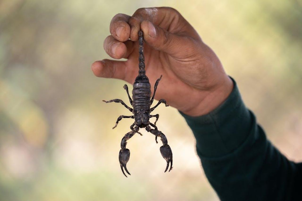 Scorpione_pausa_di_serenit_KaY6C2PDuR - Confidenze24 Source: Sippakorn Yamkasikorn - pexels - A scorpion held by a person's hand in an outdoor setting, showcasing wildlife interaction.