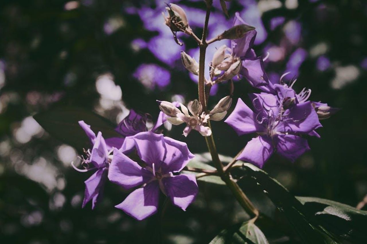 Serena_Brancale_e_Alessandra_Amoroso__If_I_Aint_Got_You_Alicia_Keys_54CHqFtB4e - Confidenze24 Source: Claudia Barbosa - pexels - Purple flowers captured in a lush São Paulo garden, showcasing vibrant blooms and lush greenery.