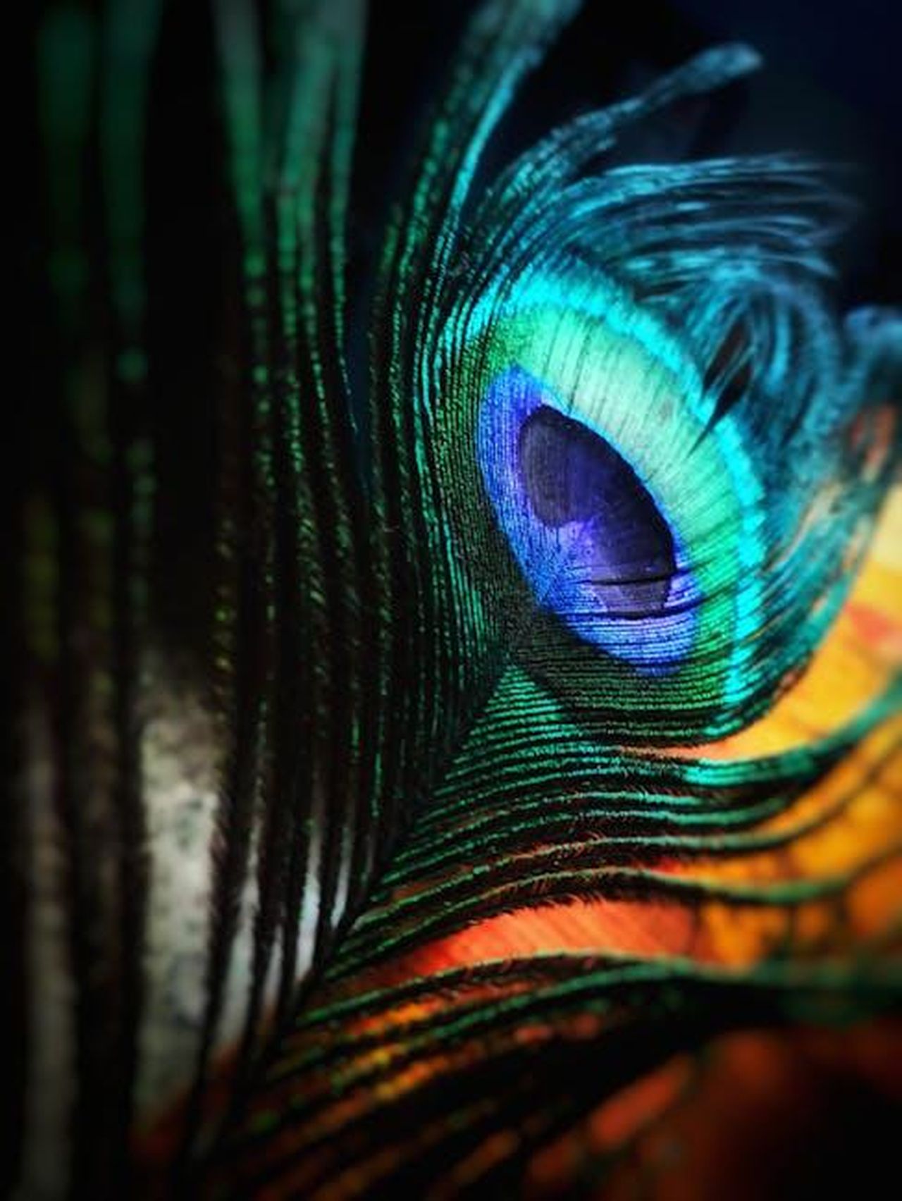 Steffy_incontra_Finn_alla_casa_sulla_scogliera_tJLRMBkSXq - Confidenze24 Source: Anjana C - pexels - Detailed close-up of a peacock feather showcasing vibrant colors and intricate patterns.