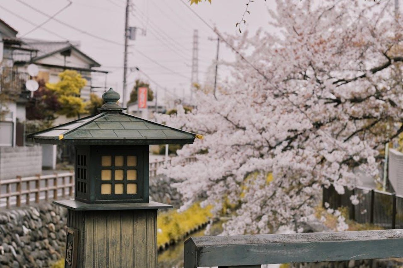 Toro_incertezze_in_amore_e_crescita_professionale_HcQ1dL2deB - Confidenze24 Source: Evgeny Tchebotarev - pexels - A tranquil street scene featuring cherry blossoms in full bloom and a traditional lantern in Japan.