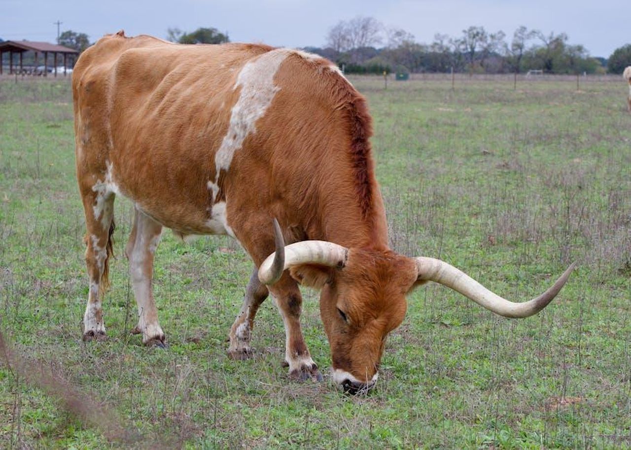 Toro_mese_promettente_per_i_single_zNKBl79cHj - Confidenze24 Source: A. G. Rosales - pexels - A Texas Longhorn cow grazing in a picturesque field in Stonewall, TX.
