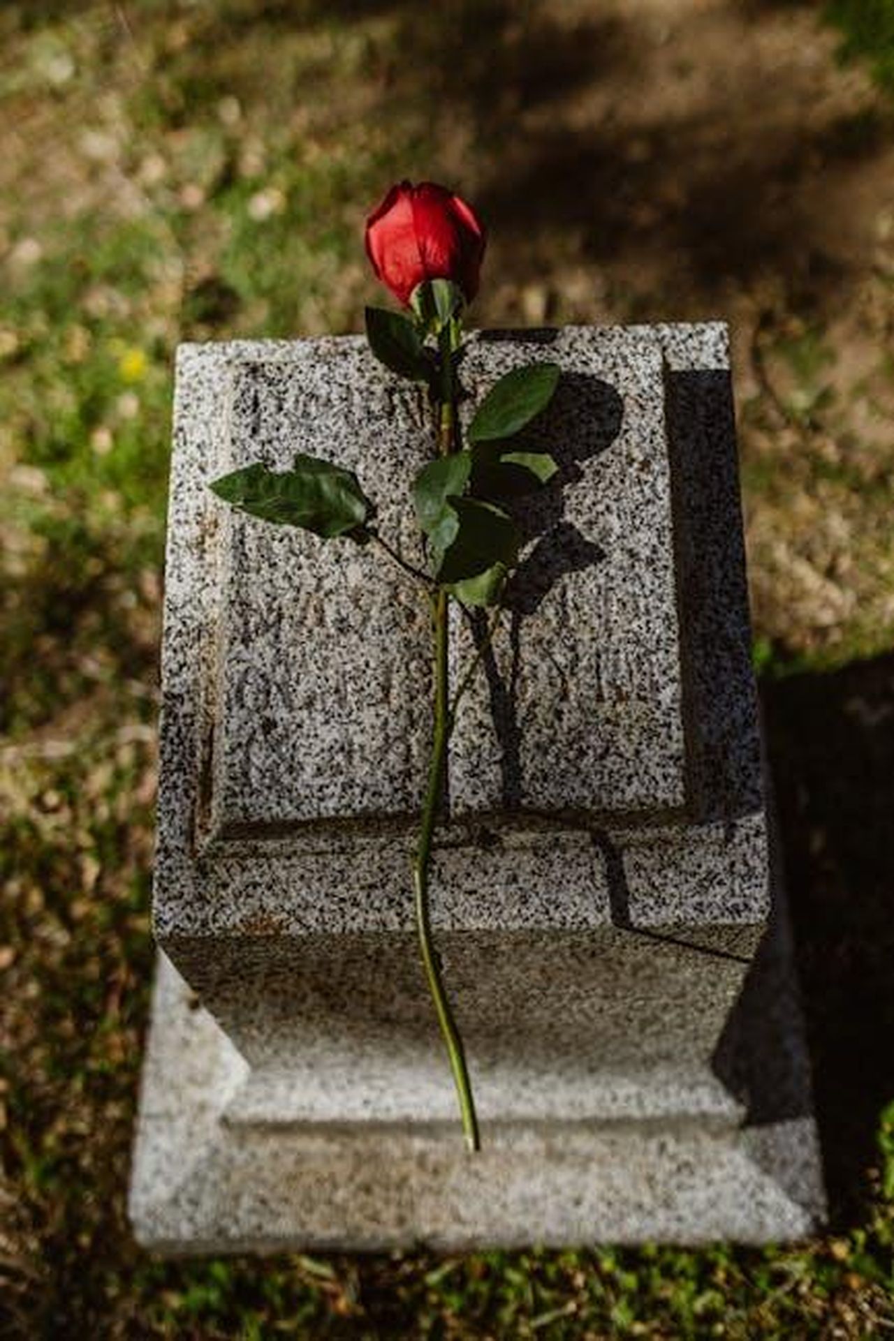 Tributo_a_Graham_da_parte_della_sua_agenzia_GFOUwWdtl0 - Confidenze24 Source: RDNE Stock project - pexels - Lonely red rose atop a granite tombstone in an outdoor graveyard setting.