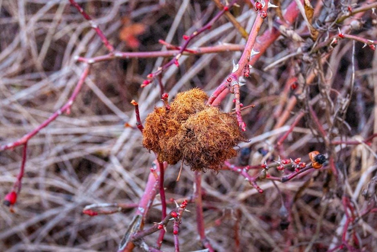 Un_attore_di_talento_e_un_uomo_dal_cuore_ferito_1nkSUjsZY0 - Confidenze24 Source: Valentin Cvetanoski - pexels - Wild rose bedeguar gall