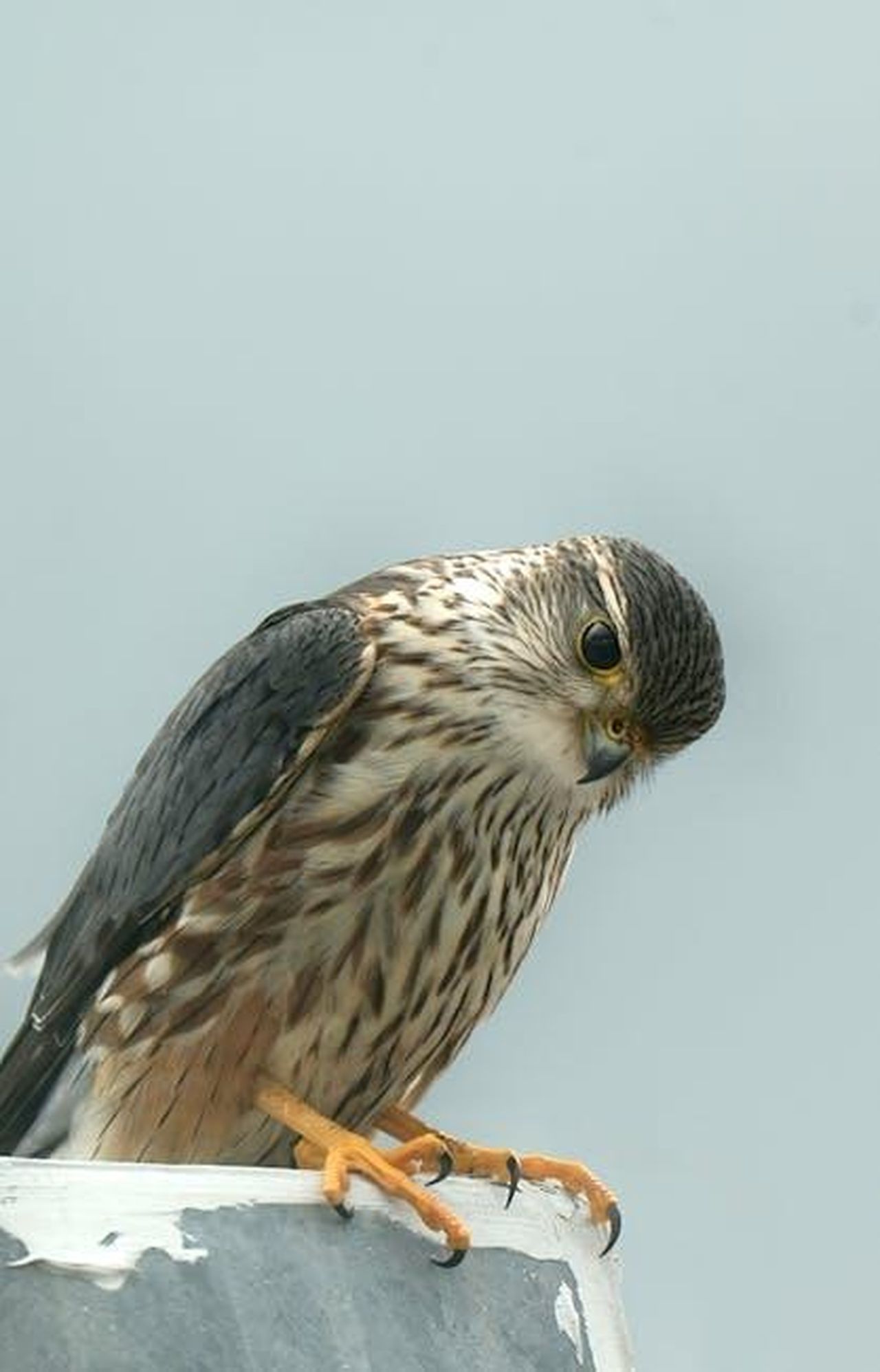 Un_iter_legislativo_contrastato_fzYxp6T4Gi - Confidenze24 Source: Sethulakshmi Sajeev - pexels - Detailed view of a Merlin falcon perched, showcasing its natural beauty in Canada.