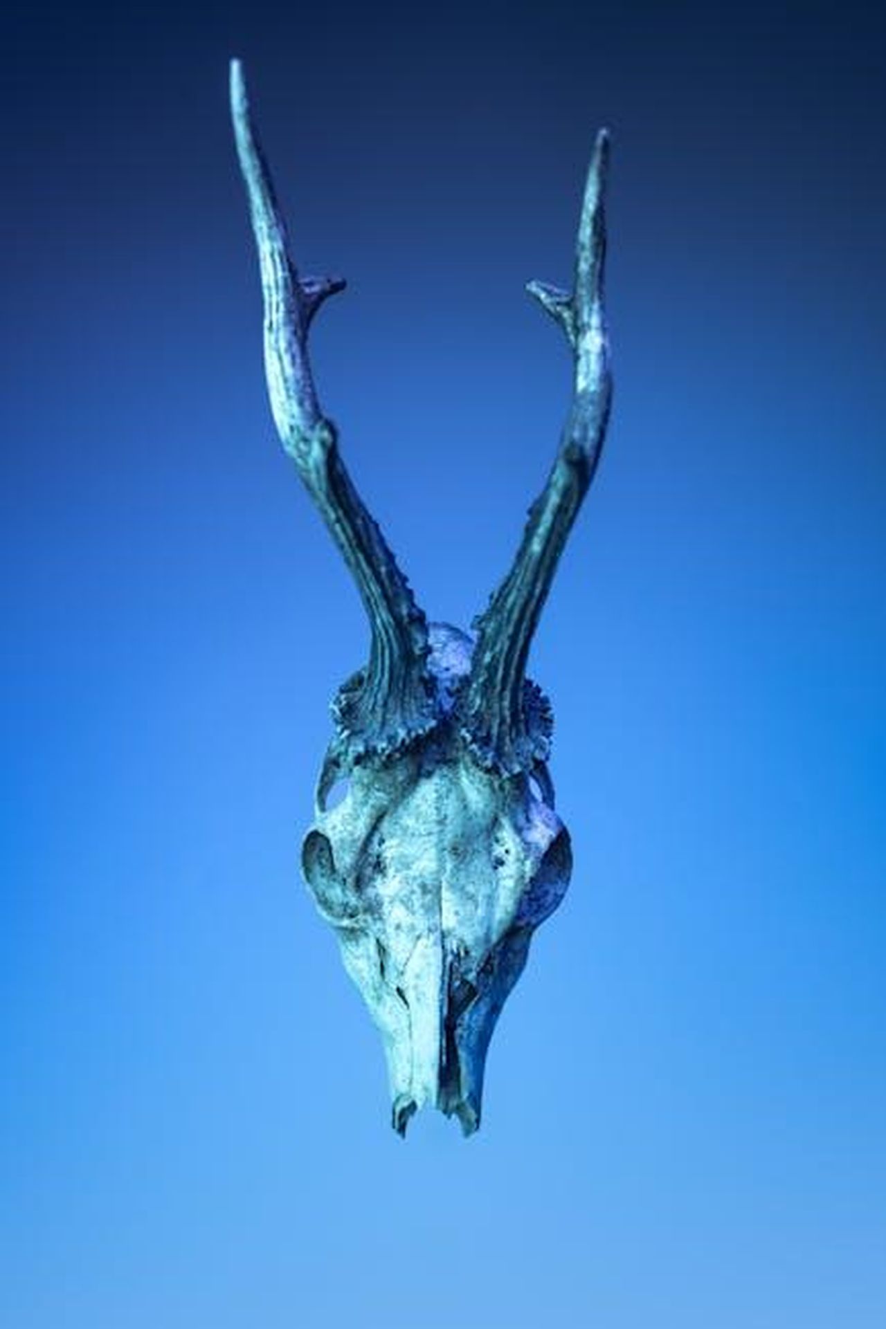 Vendetta_di_Zumrut_contro_Menekse_bF0EzvK9iF - Confidenze24 Source: Marek Piwnicki - pexels - Ethereal image of a deer skull with majestic antlers against a blue background.