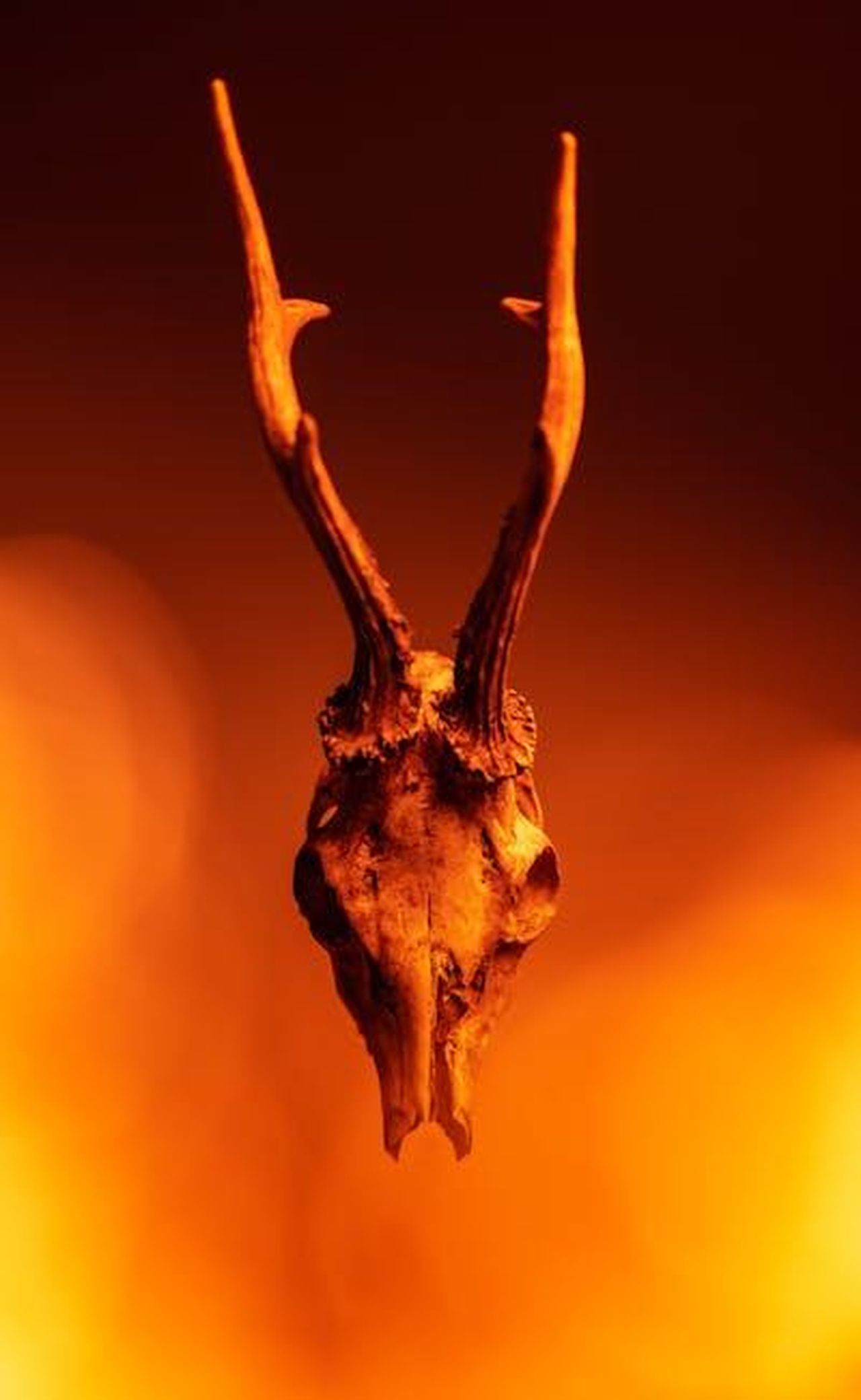 Yesim_si__vendicata_di_Burcu_per_averla_tradita_8H5rVmuEA6 - Confidenze24 Source: Marek Piwnicki - pexels - A haunting deer skull with antlers against a fiery orange backdrop, evoking a sense of eerie mystery.