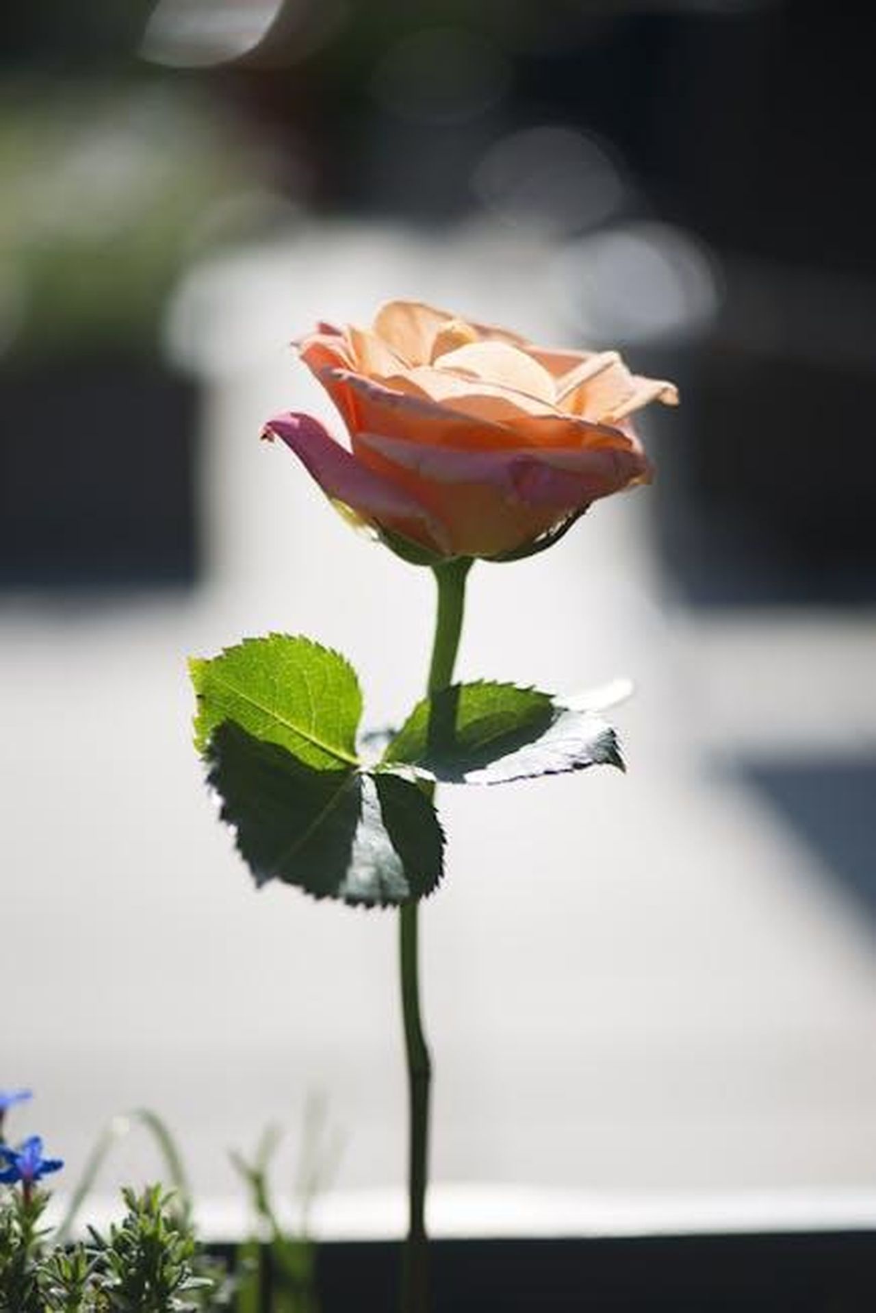 21_agosto_2023_Shayk__colpita_da_Brady_uAZExwK504 - Confidenze24 Source: Pixabay - pexels - A vibrant orange rose with lush green leaves glowing in sunlight, symbolizing romance and natural beauty.