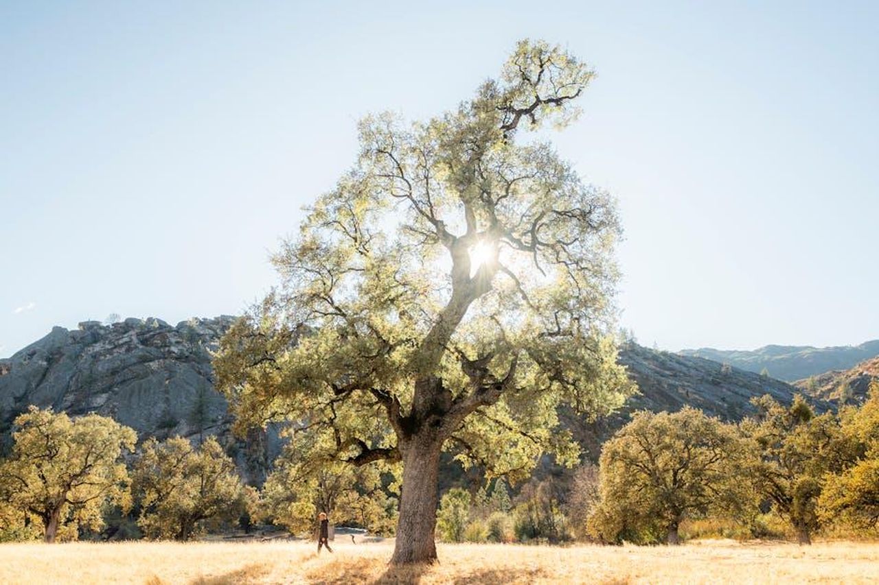 7_Il_tuo_clitoride_pu_avere_orgasmi_pi_intensi_di_un_pene_GKbMmPzK2V - Confidenze24 Source: Jeremy Bishop - pexels - A majestic oak tree in a sunny California landscape, exuding tranquil natural beauty.