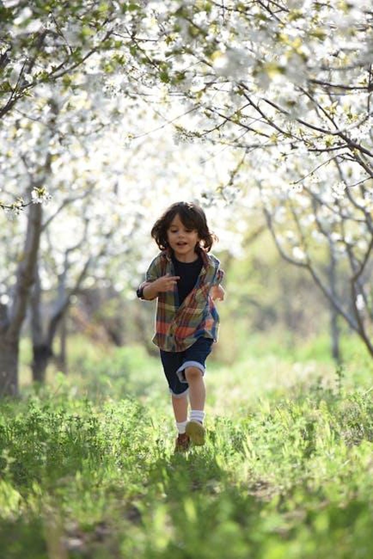 Adam_Scott_ha_figli_zN7iOExNcR - Confidenze24 Source: jonas mohamadi - pexels - Happy child running in a sunlit orchard during springtime, surrounded by blooming trees.