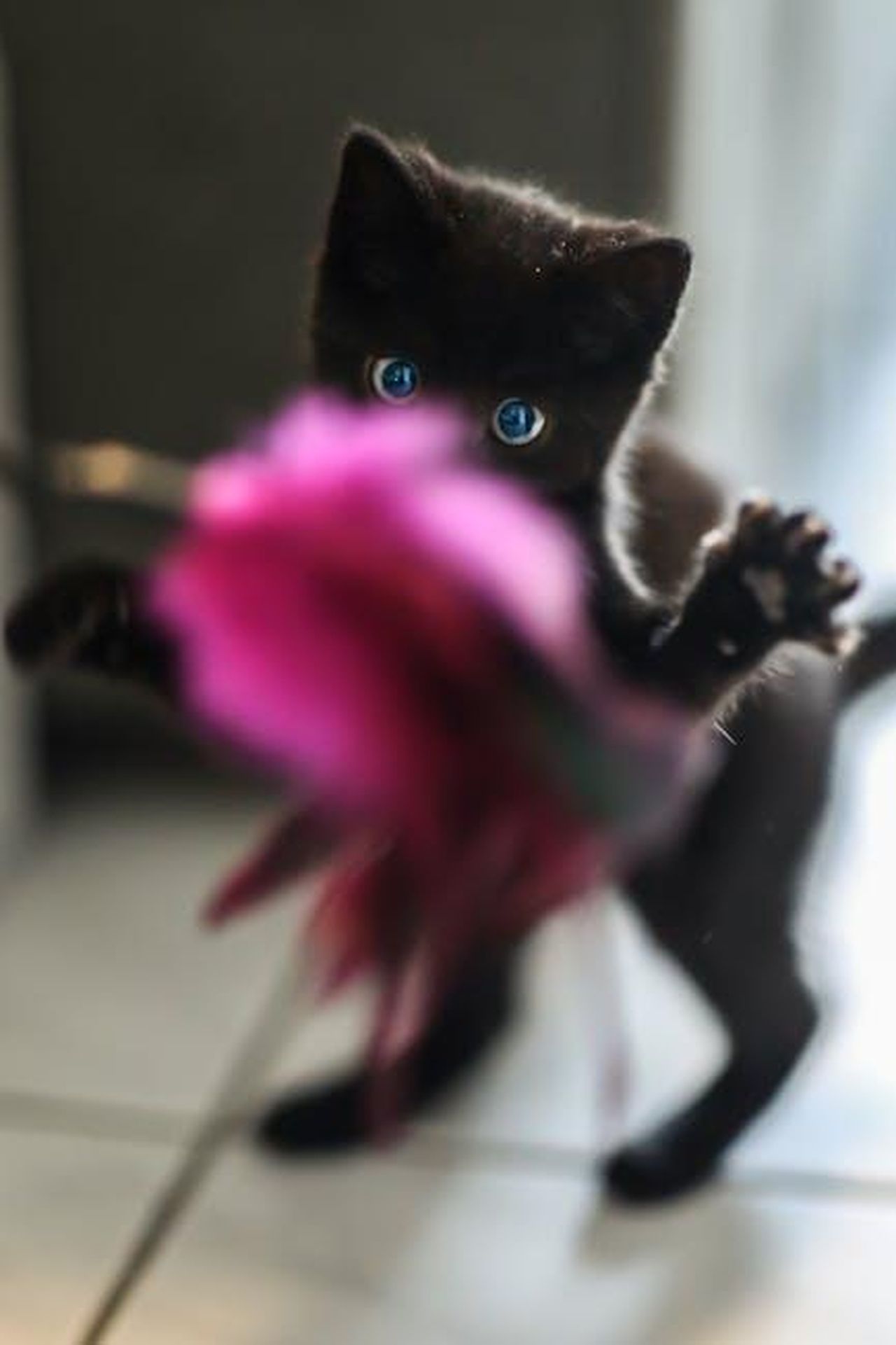 Anne_elogia_il_brillante_giocatore_ITV_Ed_WYtQi2fRAy - Confidenze24 Source: Wendelin Jacober - pexels - Adorable black kitten playing with a pink feather toy indoors, capturing a playful moment.