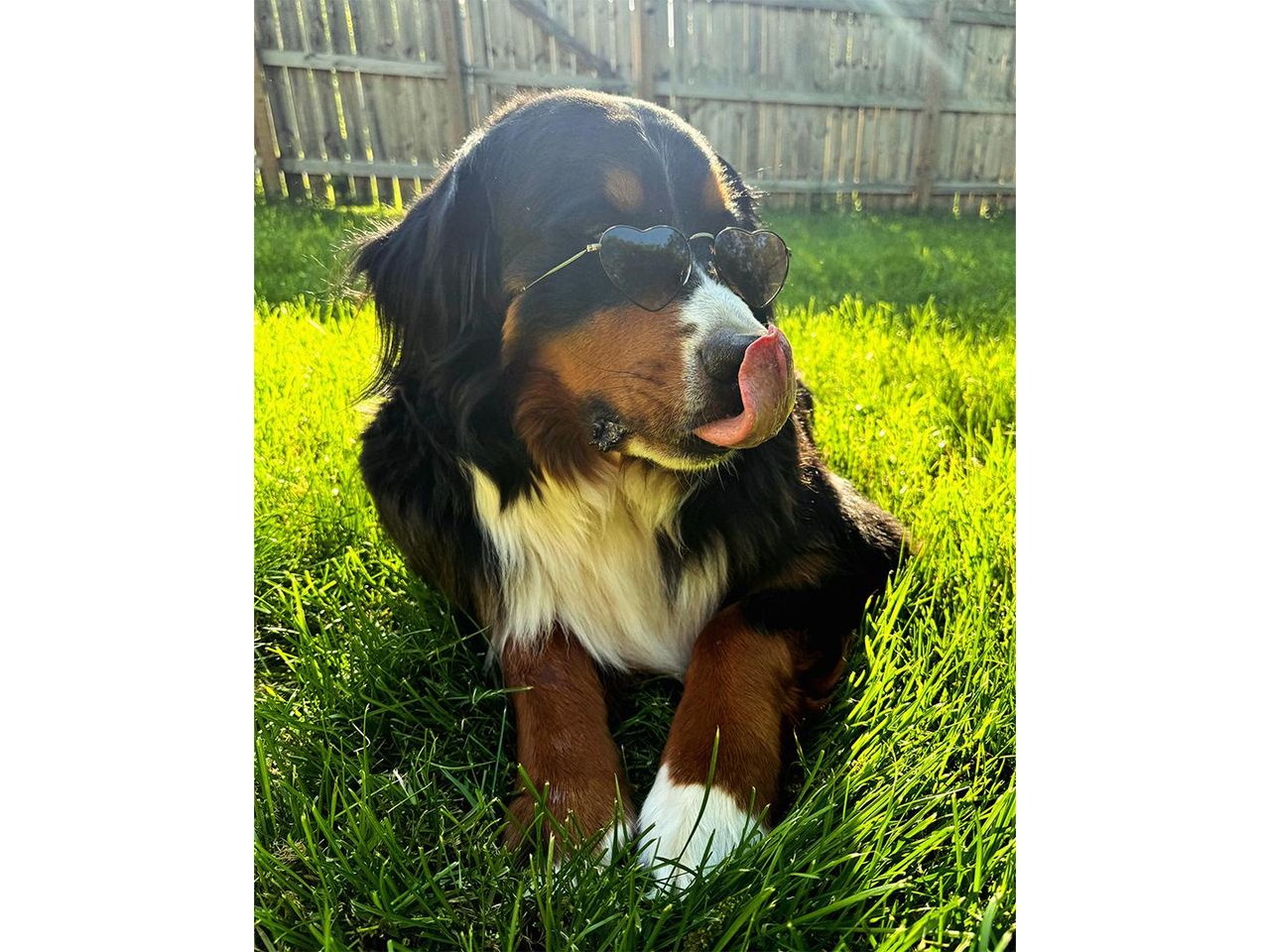 Assicurazione_per_animali_domestici_fWnZyFMJY5 - Confidenze24 Source: Sully, il Bernese Mountain Dog - - Sully, il Bernese Mountain Dog