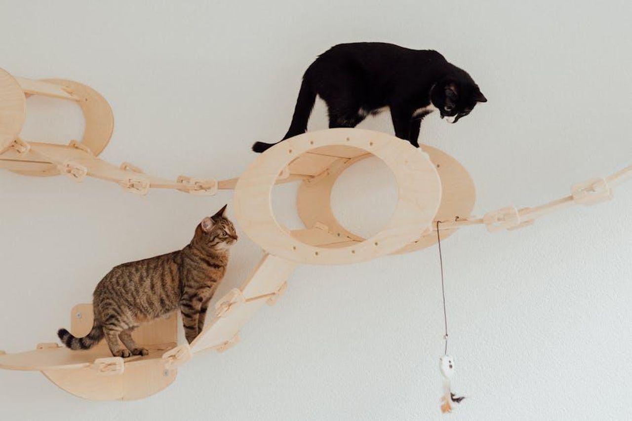Benefici_dei_diversi_pallini_lIFEPFz2B8 - Confidenze24 Source: Arina Krasnikova - pexels - Two cats playing on wooden cat furniture indoors, showcasing playful feline behavior.