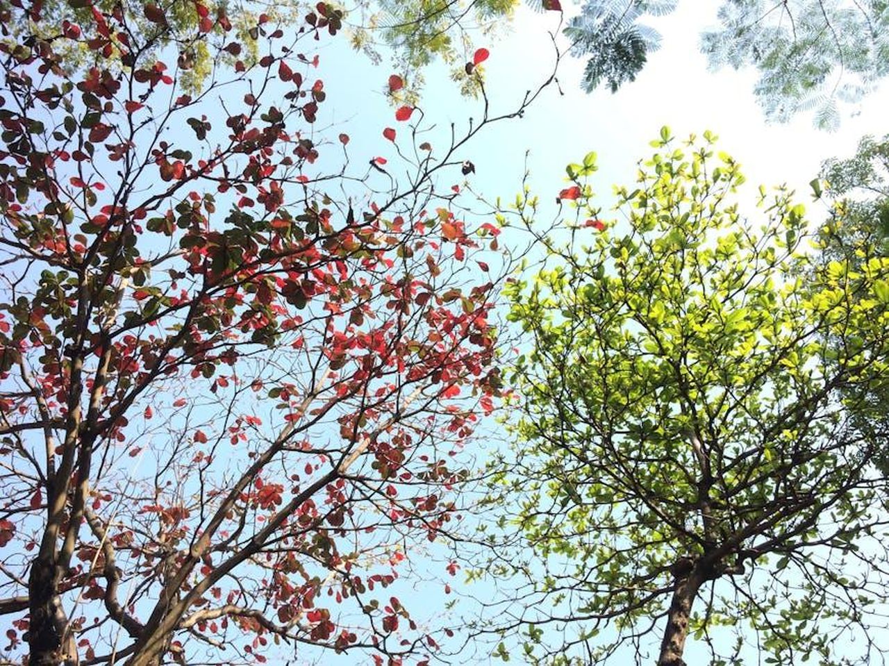 Bilancia_23_settembre__22_ottobre_ivfQBXdkhi - Confidenze24 Source: le vy - pexels - Vibrant red and green leaves on trees under a sunny sky in Hải Châu, Vietnam.