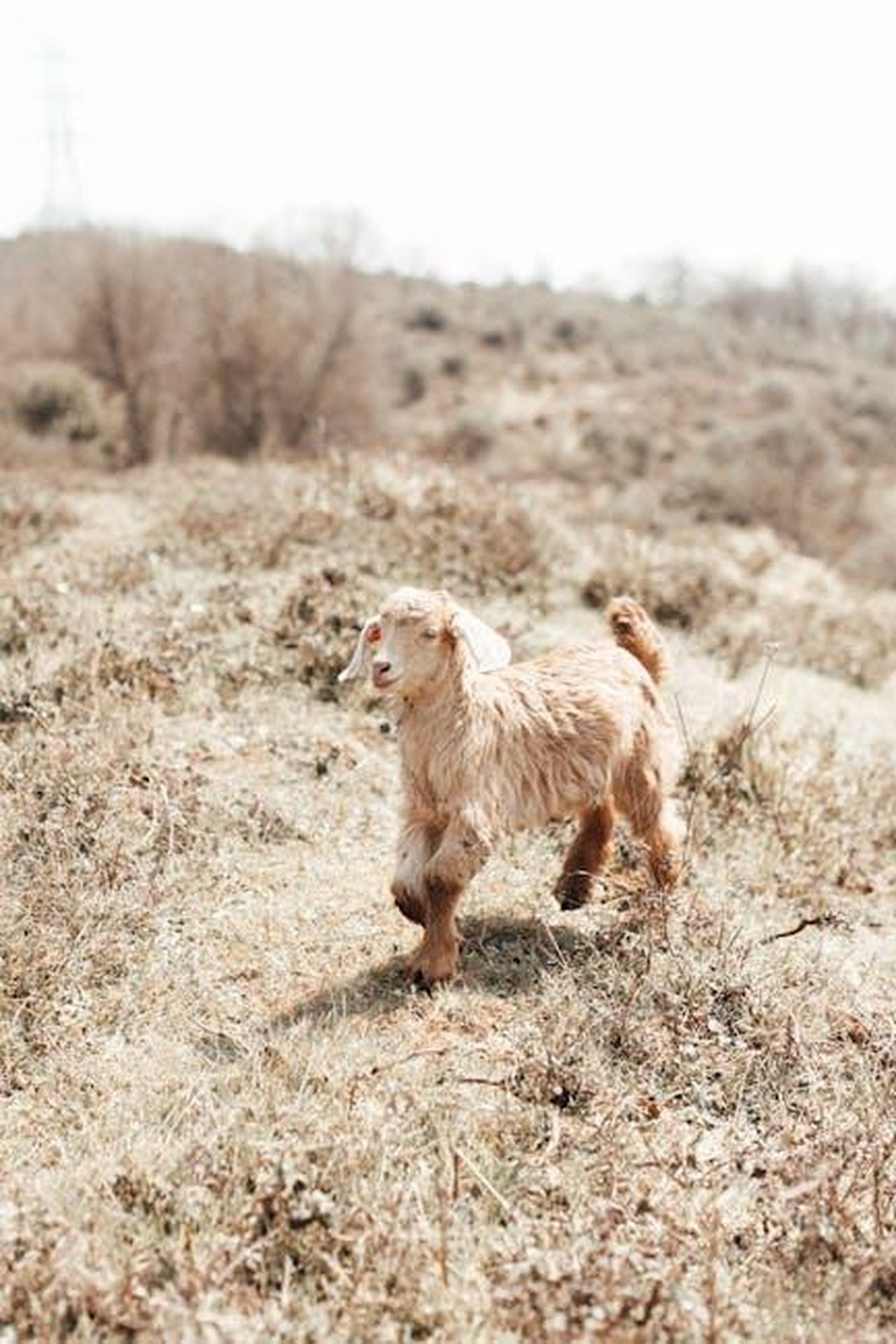Billy_Joe_Armstrong_in_uniforme_Dominos_8h04UHMRoq - Confidenze24 Source: furkanfdemir - pexels - A young goat walking on a sunlit grassy hillside, perfect for nature and agriculture themes.