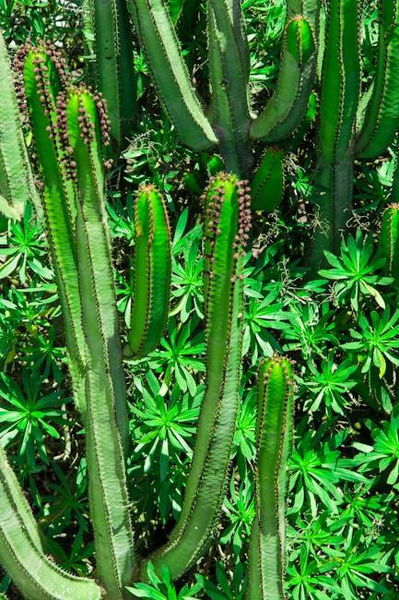 Cameron_Diaz_e_il_supporto_a_Paltrow_k7iyLT4rDK - Confidenze24 Source: Miriam Espacio - pexels - Bright green cacti and succulents create a vivid natural display.