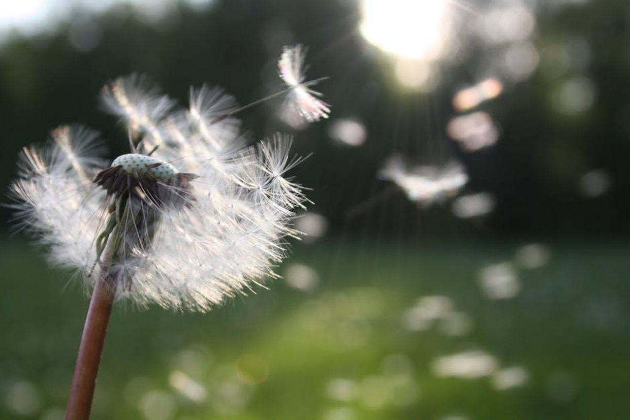 Chiudere_le_Righe_per_Evitare_lEntrata_del_Polline_rKnPznMUbX - Confidenze24 Source: Nita - pexels - Close-up of dandelion seeds dispersing in the wind, symbolizing freedom and growth.