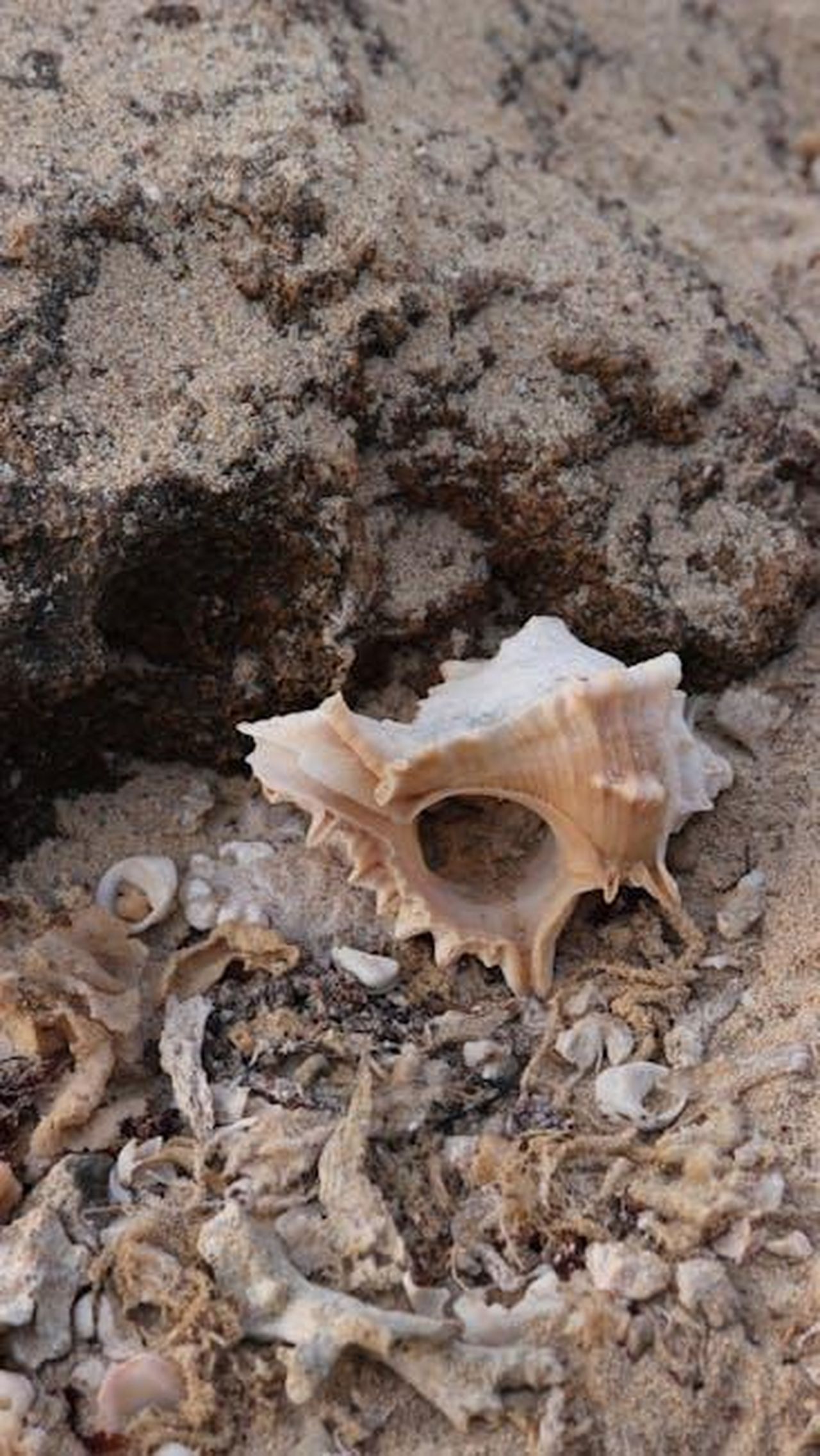 Coincidenze_o_strategia_di_PR_MCrTEDt1rk - Confidenze24 Source: Abeer H - pexels - Close-up of a seashell on sand with various small shells and rocks, highlighting natural detail.