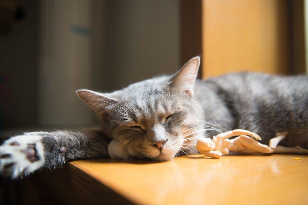 Come_utilizzare_il_Potaroma_Flopping_Fish_Cat_Toy_W3Stf5m1E5 - Confidenze24 Source: Cats Coming - pexels - A gray and white cat peacefully sleeping by the window in a cozy indoor setting.