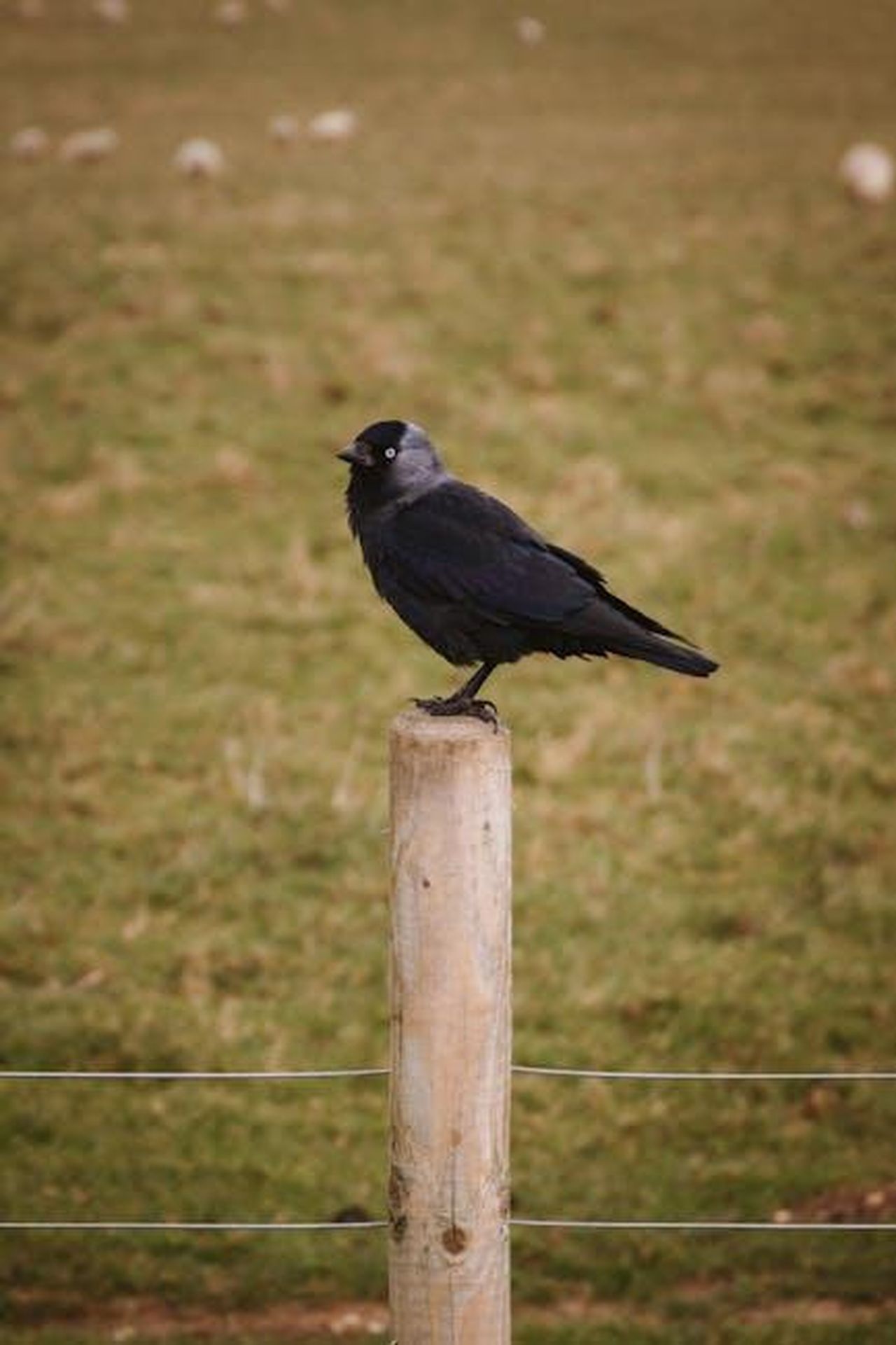 Cosa_gli_manca_del_Regno_Unito_tORB3QF01V - Confidenze24 Source: Laura Meinhardt - pexels - Free stock photo of england, jackdaw, united kingdom