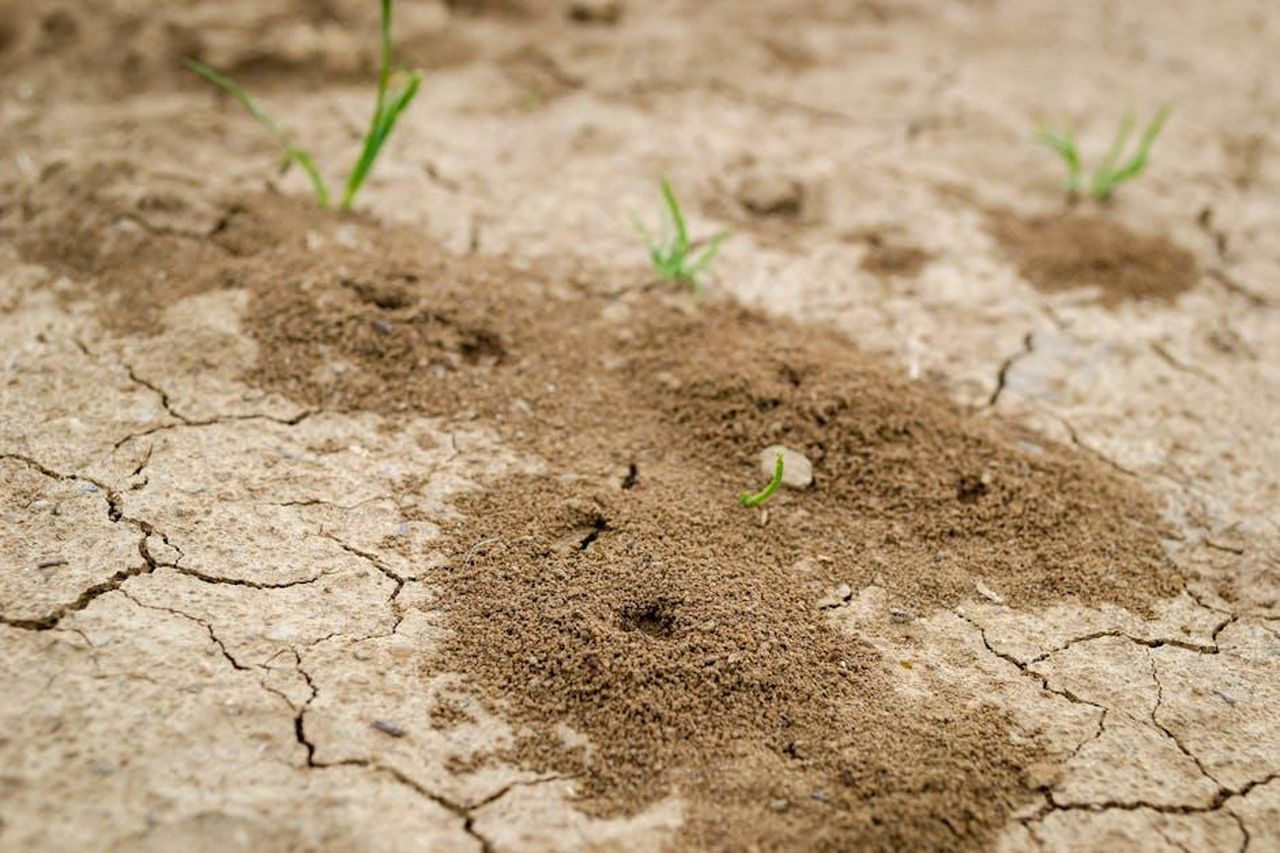 Cosa_ha_mostrato_il_teaser_del_finale_Va1KToTglT - Confidenze24 Source: Zoran Milosavljevic - pexels - Close-up view of ant hills on dry cracked soil with sparse grass growth in Serbia.