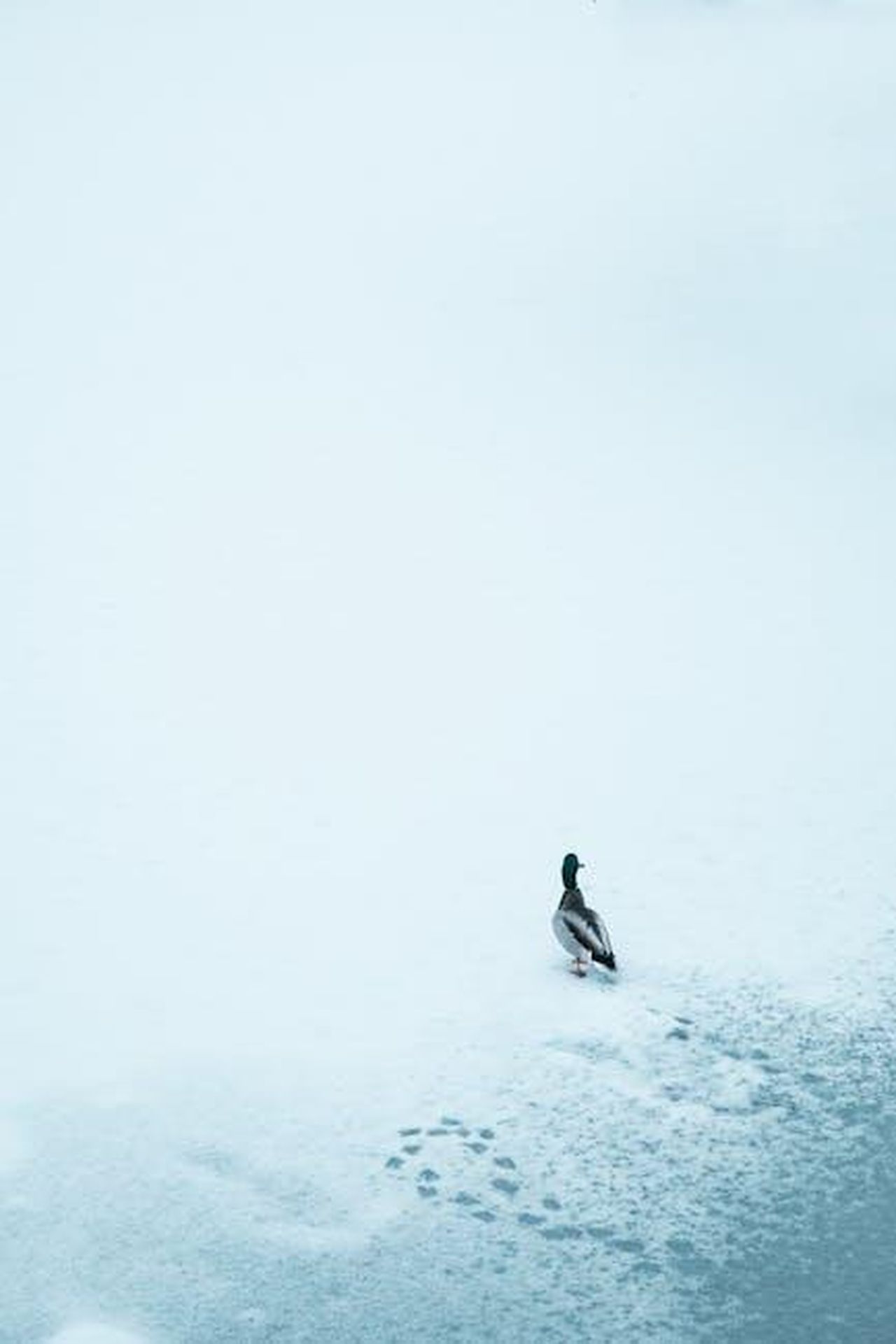 Dettagli_sulla_produzione_di_Avatar_4_e_5_HI8KzJcHzF - Confidenze24 Source: Ryan Klaus - pexels - A lone duck stands on a frozen lake's snowy surface in Oslo, creating a serene winter scene.