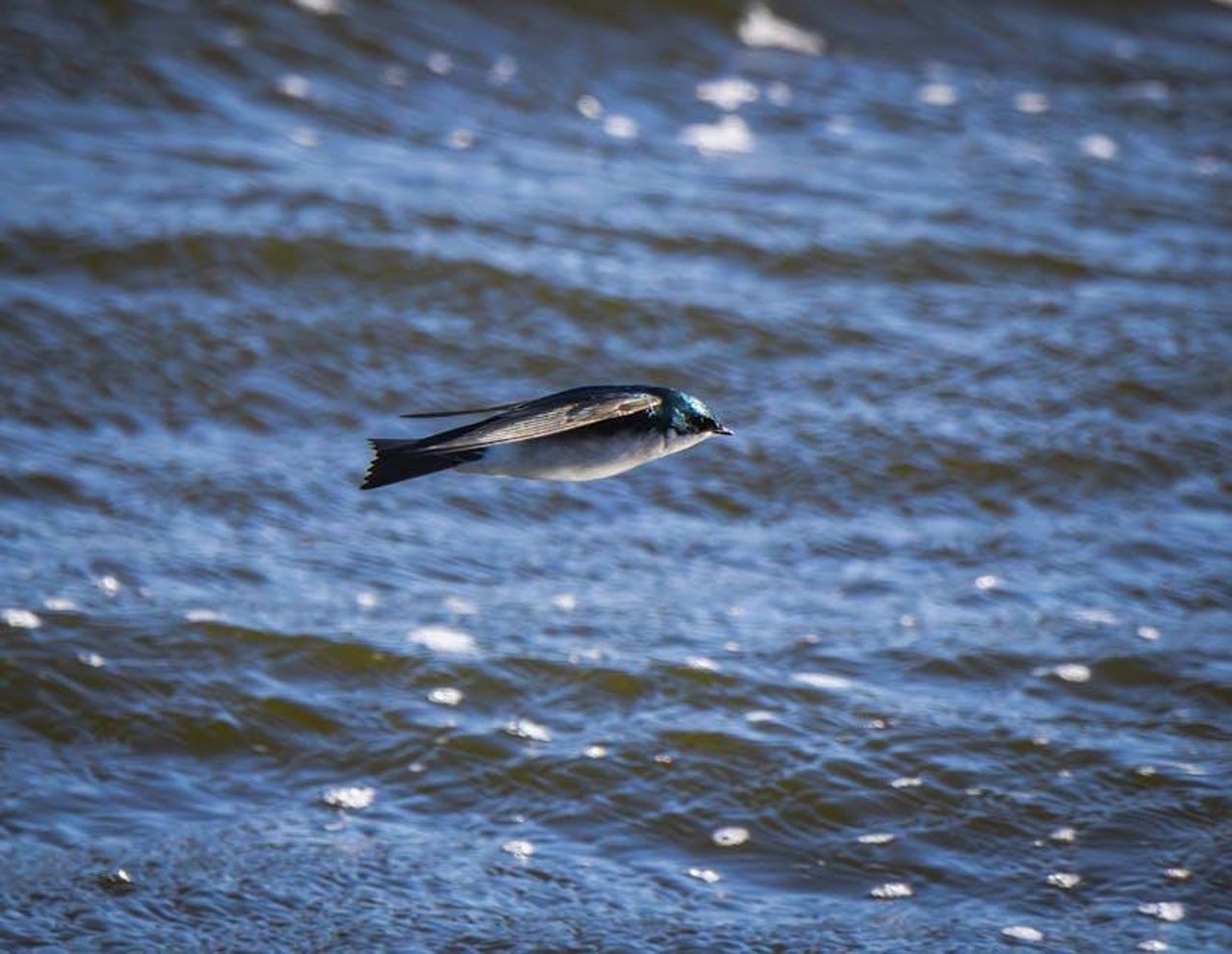 Evoluzione_delle_amicizie_di_Taylor_Swift_FqEkZIVsSp - Confidenze24 Source: Robert So - pexels - A swallow in mid-flight skimming over rippling blue water, showcasing agility and motion.
