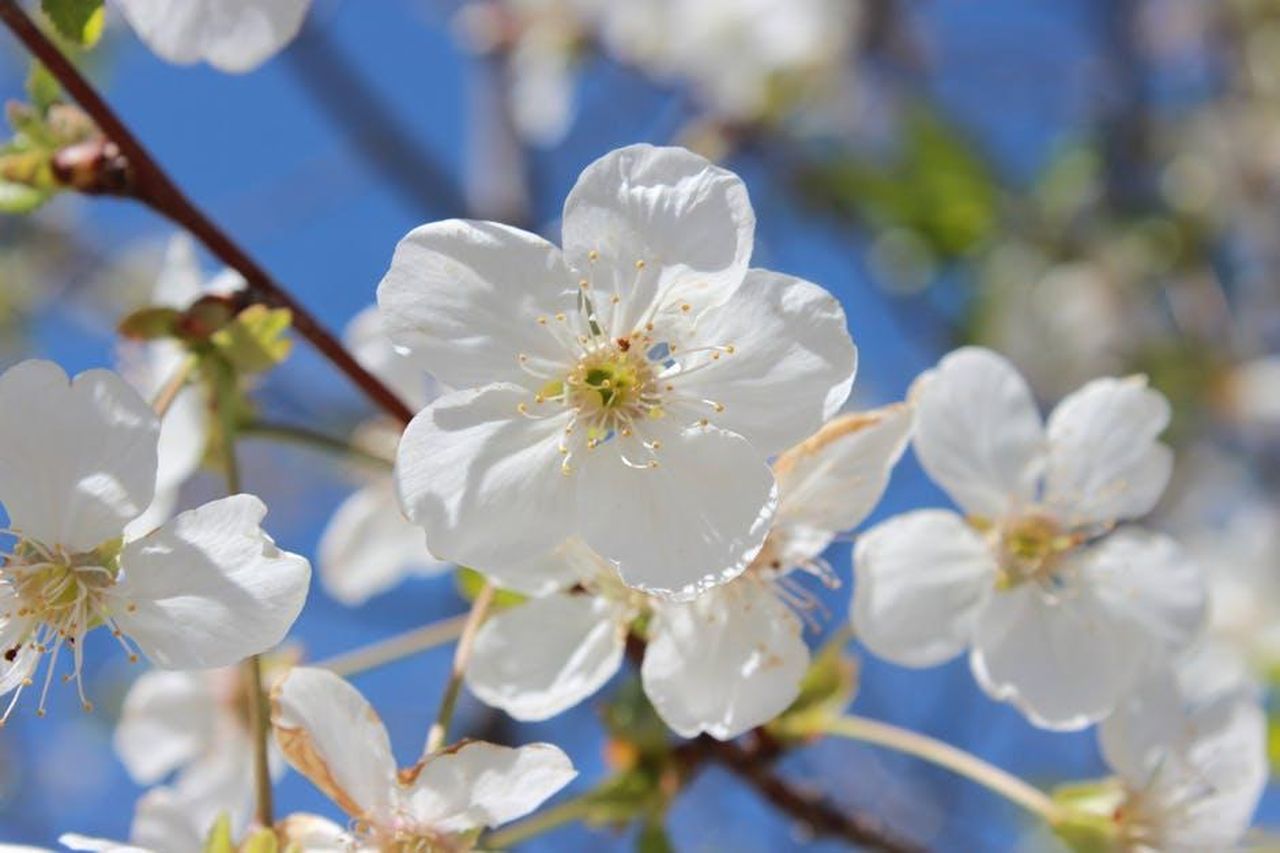 Fare_la_Doccia_di_Notte_per_Lavare_via_gli_Allergeni_B1S9J6mLF3 - Confidenze24 Source: Büşra Nur Bardakçı - pexels - Close-up of white cherry blossoms in springtime with clear blue sky in Konya.