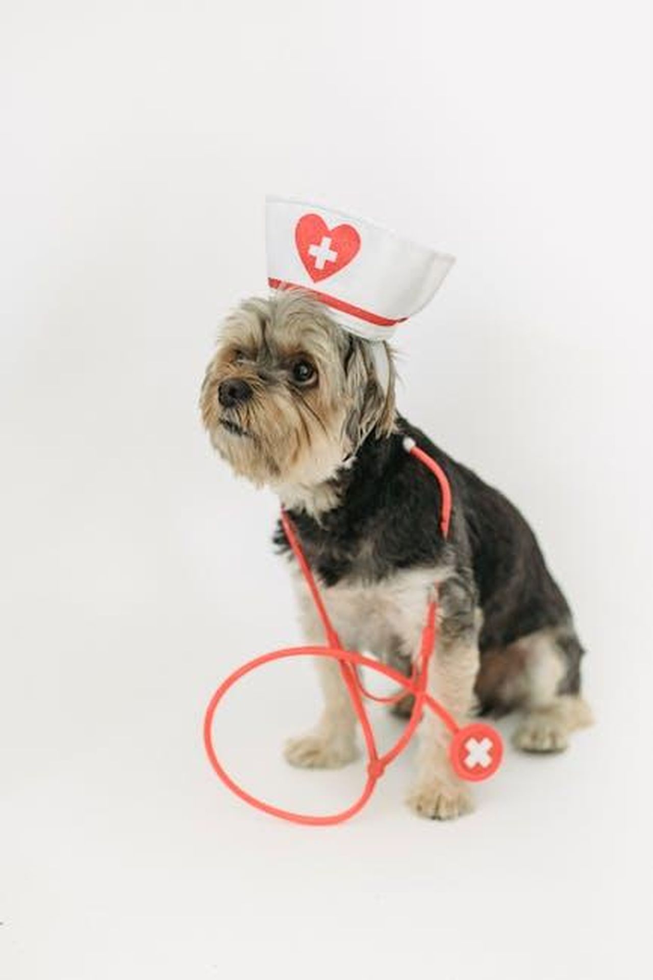 Farmaci_per_animali_domestici_TXvREBF8Xr - Confidenze24 Source: Sam Lion - pexels - Yorkshire Terrier in nurse costume with stethoscope on white background, perfect for medical-themed stock imagery.