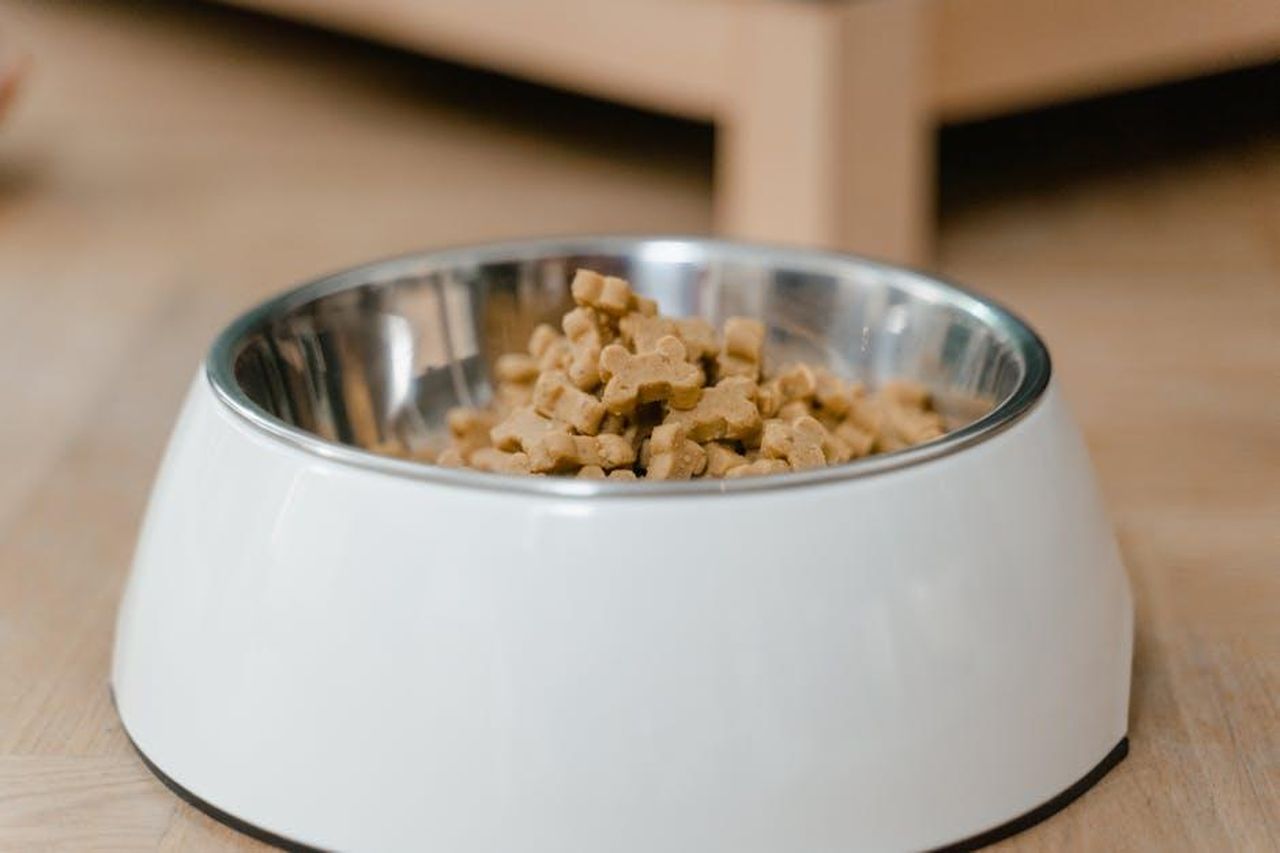 Forniture_per_animali_domestici_oBsJbIn5rE - Confidenze24 Source: MART PRODUCTION - pexels - A stainless steel dog bowl filled with dry dog treats on a wooden floor.