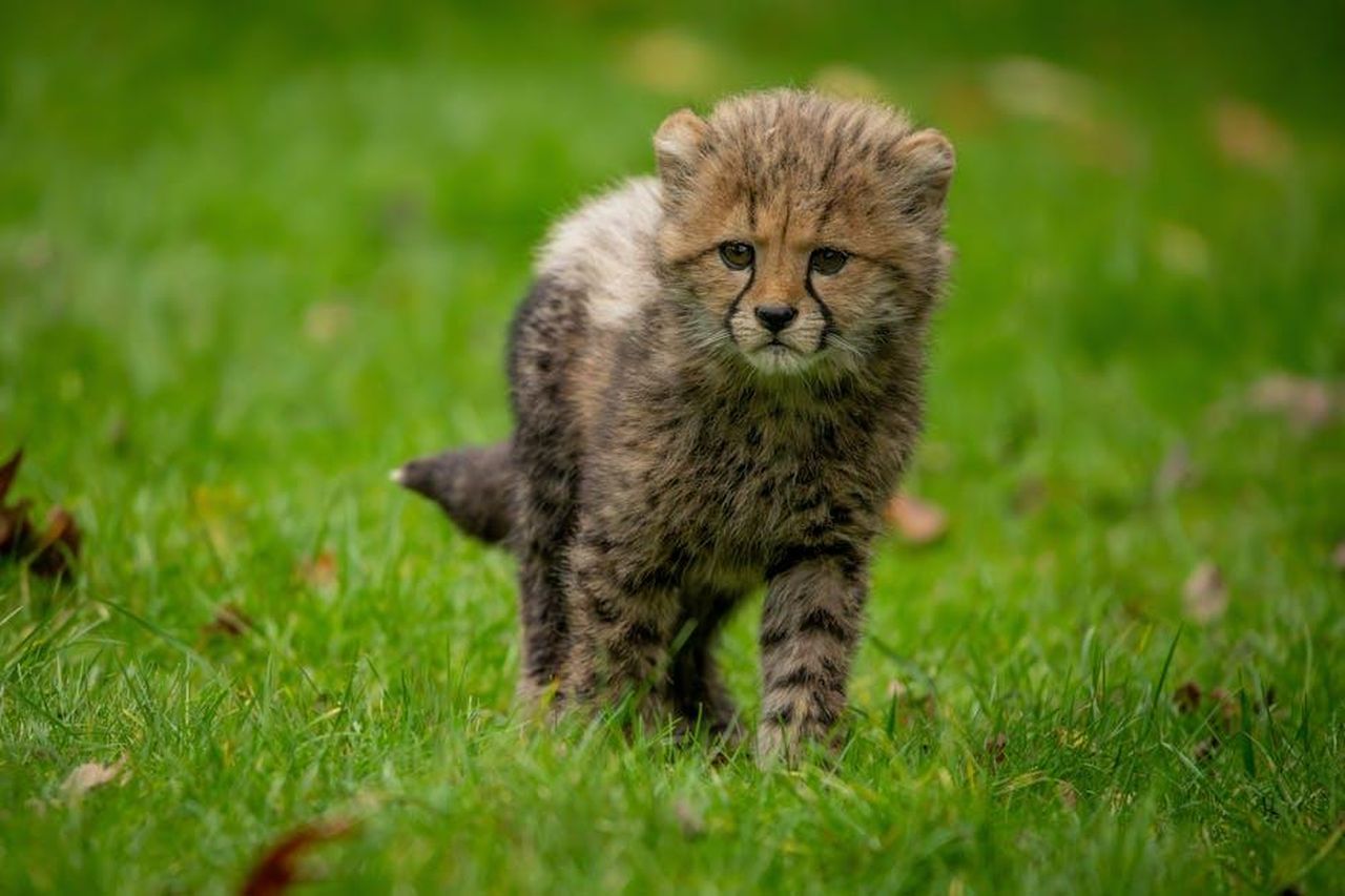 Fratelli_famosi_hZn1LigXSK - Confidenze24 Source: Leon Aschemann - pexels - Cute baby cheetah cub exploring the grasslands, showcasing curiosity.