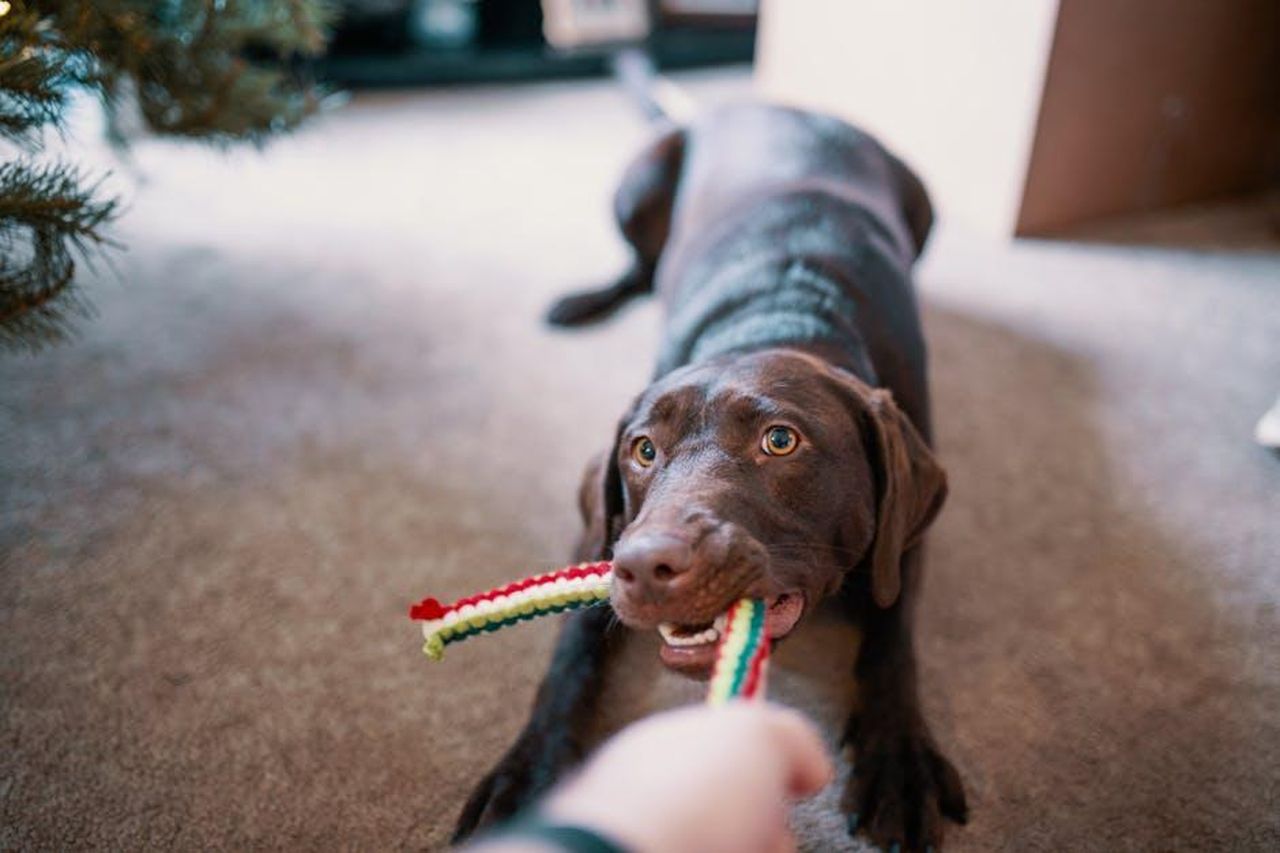Source: Josh Sorenson - pexels - A happy chocolate Labrador Retriever playing tug-of-war with a colorful toy inside a cozy home.