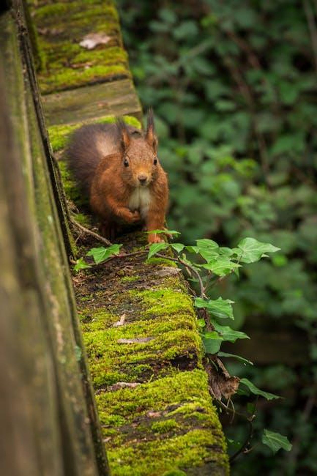 Hugh_Jackman_e_Sutton_Foster_Scatenano_Voci_di_Incontri_aTi14YCgvV - Confidenze24 Source: Rosaria Sapuppo - pexels - A red squirrel perched on a moss-covered forest pathway in a serene woodland setting.