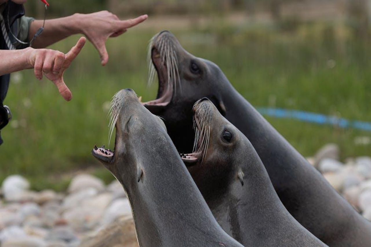 I_fan_criticano_Karl_e_Sonia_scortesi_CgW3cJh8c4 - Confidenze24 Source: Howard Senton - pexels - Free stock photo of animals
