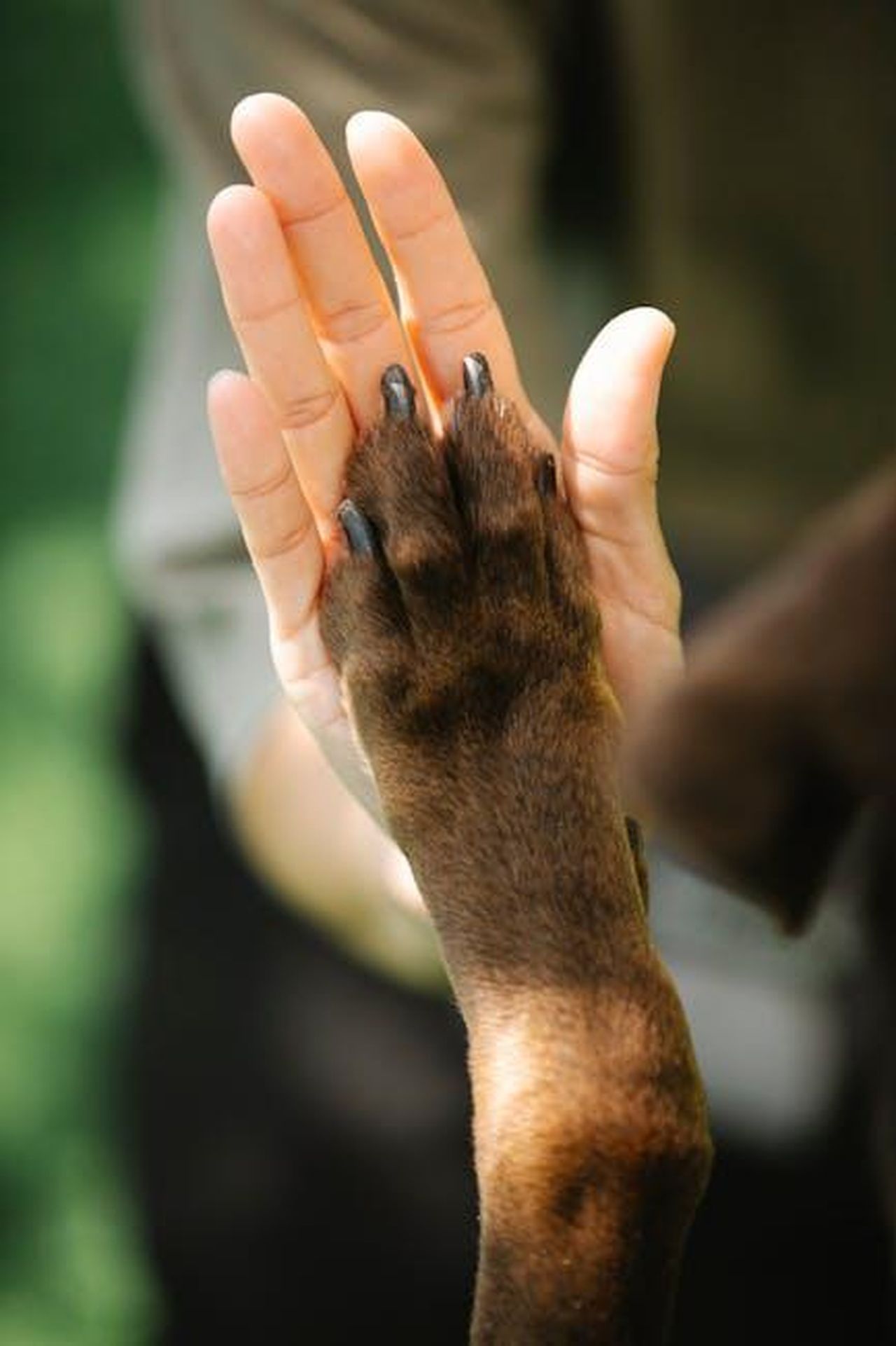 I_fan_inviano_supporto_rQlZpdbQMk - Confidenze24 Source: Blue Bird - pexels - High angle of crop unrecognizable female owner giving high five to brown Labrador Retriever