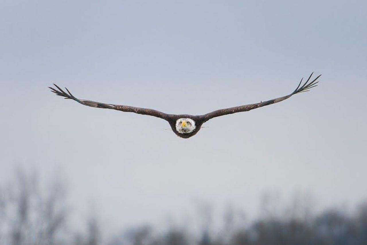 I_monologhi_potenti_di_Raq_rG4ujhb3p1 - Confidenze24 Source: James Mirakian - pexels - Free stock photo of bald eagle, birds in flight, central new york
