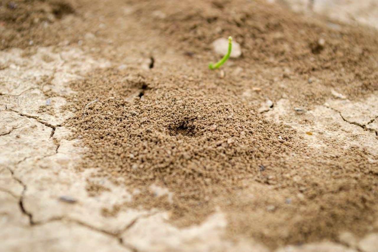 Il_Cast_e_i_Creatori_di_The_Way_Home_hanno_anticipato_che_c_di_pi_in_arrivo_cOsLymJniR - Confidenze24 Source: Zoran Milosavljevic - pexels - Detailed view of an ant hill on cracked dry soil with small green sprout nearby.