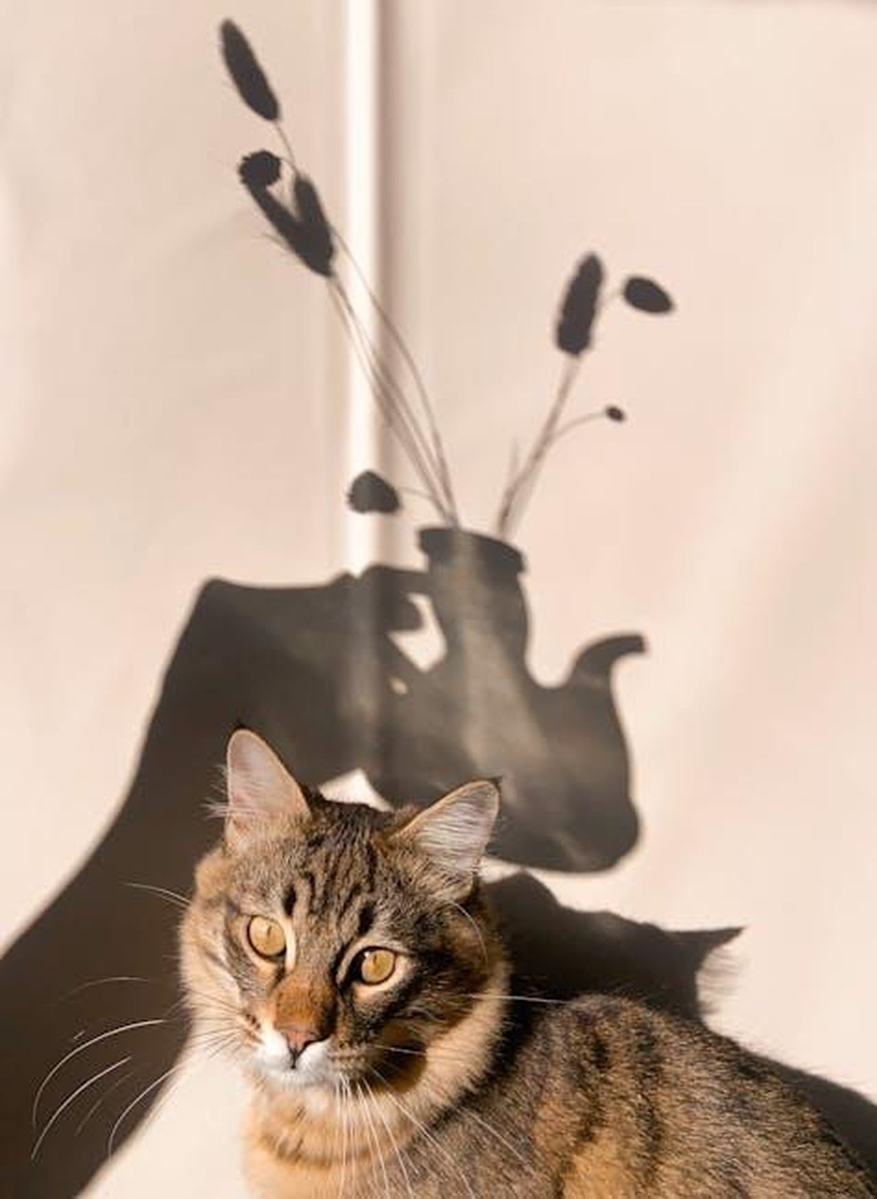 Il_Cast_e_i_Creatori_di_The_Way_Home_hanno_suggerito_che_ci_sar_di_pi_NKy3D5CjHJ - Confidenze24 Source: Mariam Antadze - pexels - Cute fluffy cat sitting near wall with shadow of jug with plants in light room with bright sunlight at home