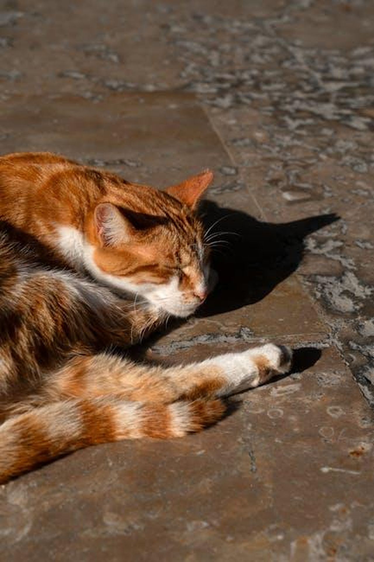 Il_Ruolo_di_Ginger_e_il_Suo_Sviluppo_Ua7xyaRag4 - Confidenze24 Source: Oktay Köseoğlu - pexels - A relaxed ginger cat enjoying the sun on a stone pavement outdoors.