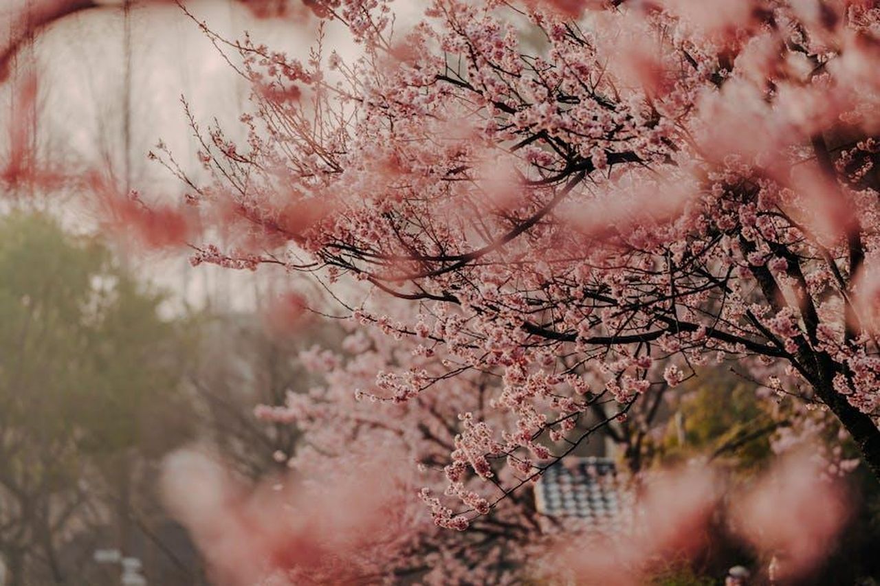 Il_contratto_di_Meghan_con_Netflix_non__ancora_rinnovato_TcbZ8Rcr6v - Confidenze24 Source: Rui Wang - pexels - Beautiful cherry blossom trees in full bloom, capturing the essence of spring and nature's renewal.