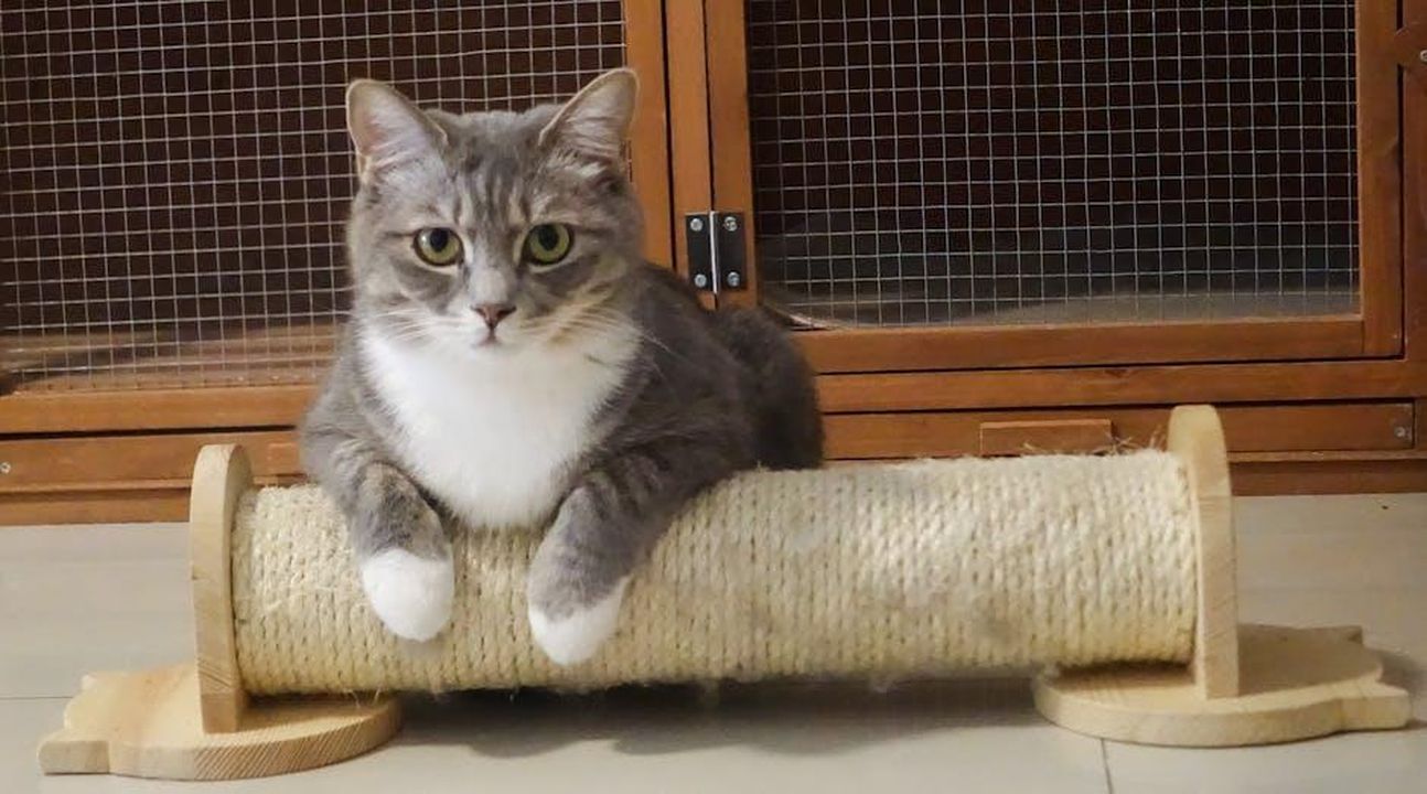 Il_graffiatoio_a_tema_Costco_per_gatti_Iz99caedKP - Confidenze24 Source: Cats Coming - pexels - A cute grey and white tabby cat lounging on a wooden cat scratcher in an indoor setting.