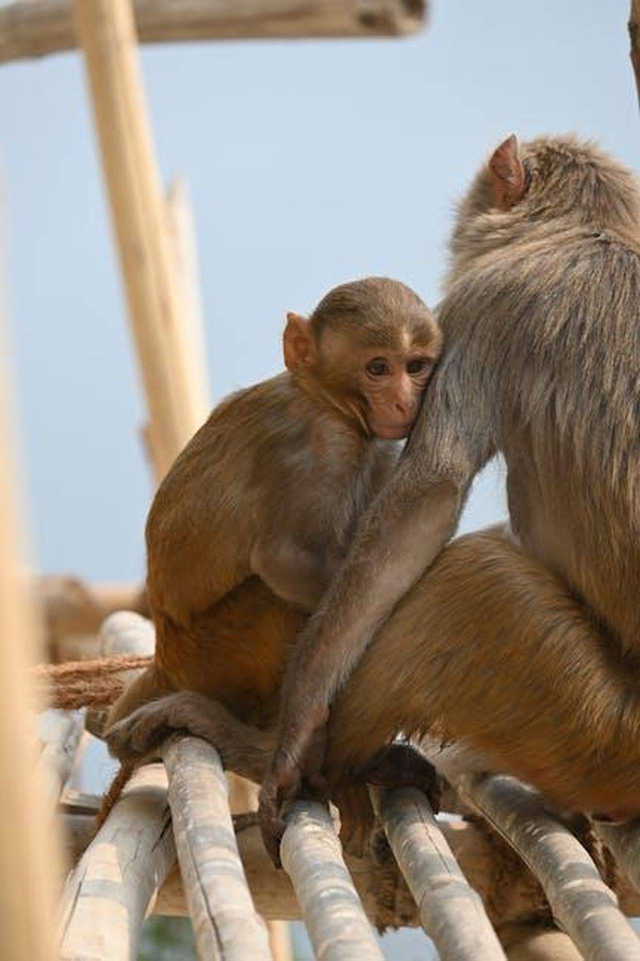 Il_legame_tra_Chris_e_Robert_Pine_oggi_J7J9qFiiJm - Confidenze24 Source: Pixel Phillic - pexels - Free stock photo of 2020 wallpaper, asian monkey, baby monkey