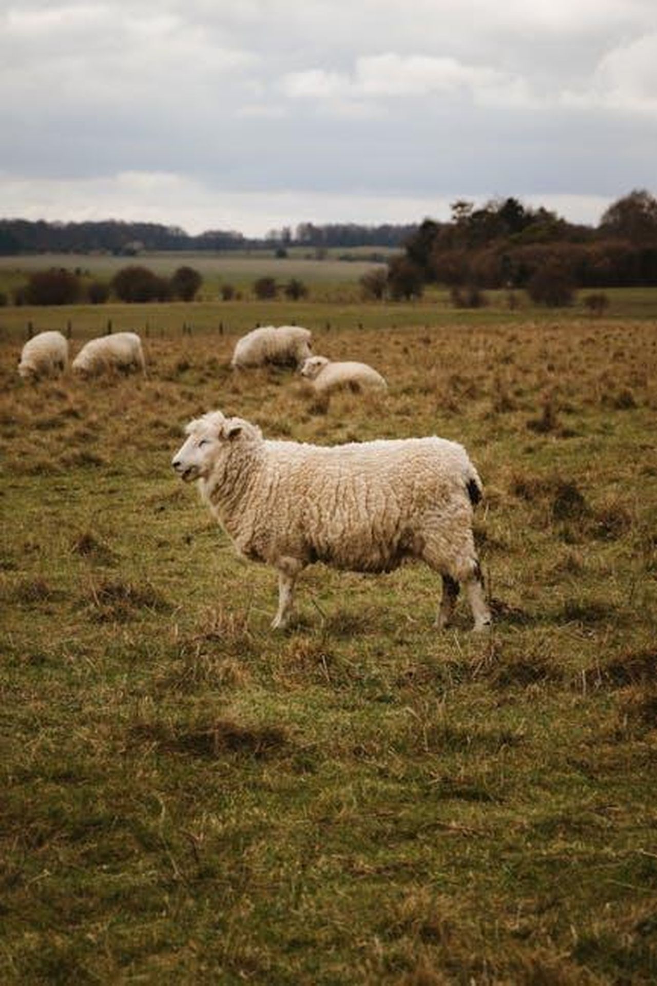 Il_ritorno_di_Jane_McDonald_ai_British_Soap_Awards_B1VjxrFDSJ - Confidenze24 Source: Laura Meinhardt - pexels - Free stock photo of england, sheep, united kingdom